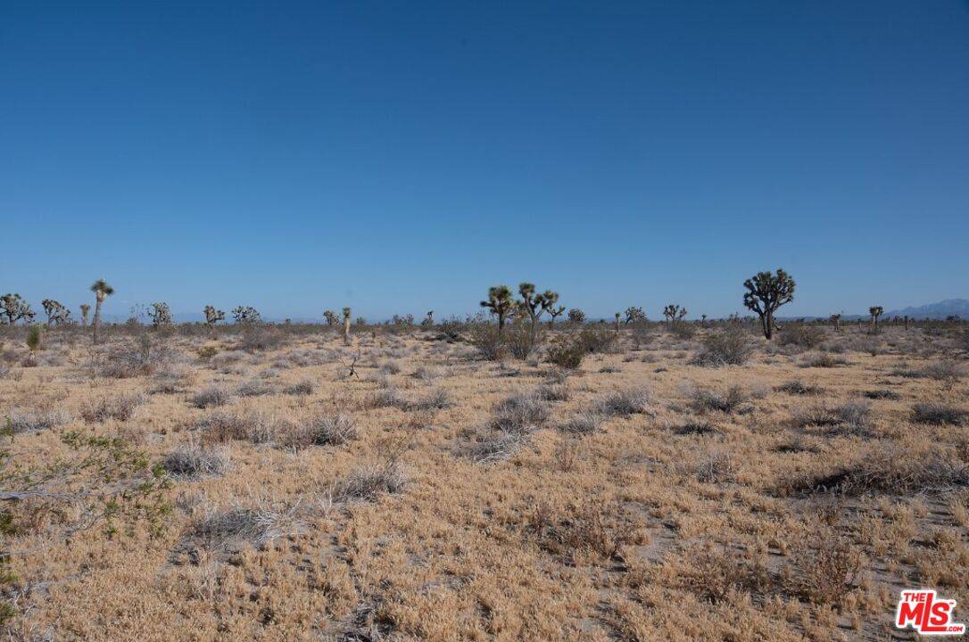 Adelanto, CA 92301,0 Pansy