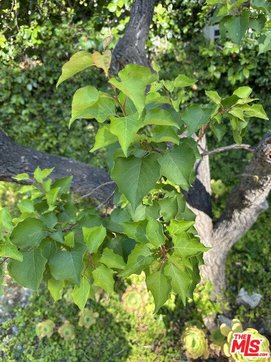 Calabasas, CA 91302,23444 Park Hermosa