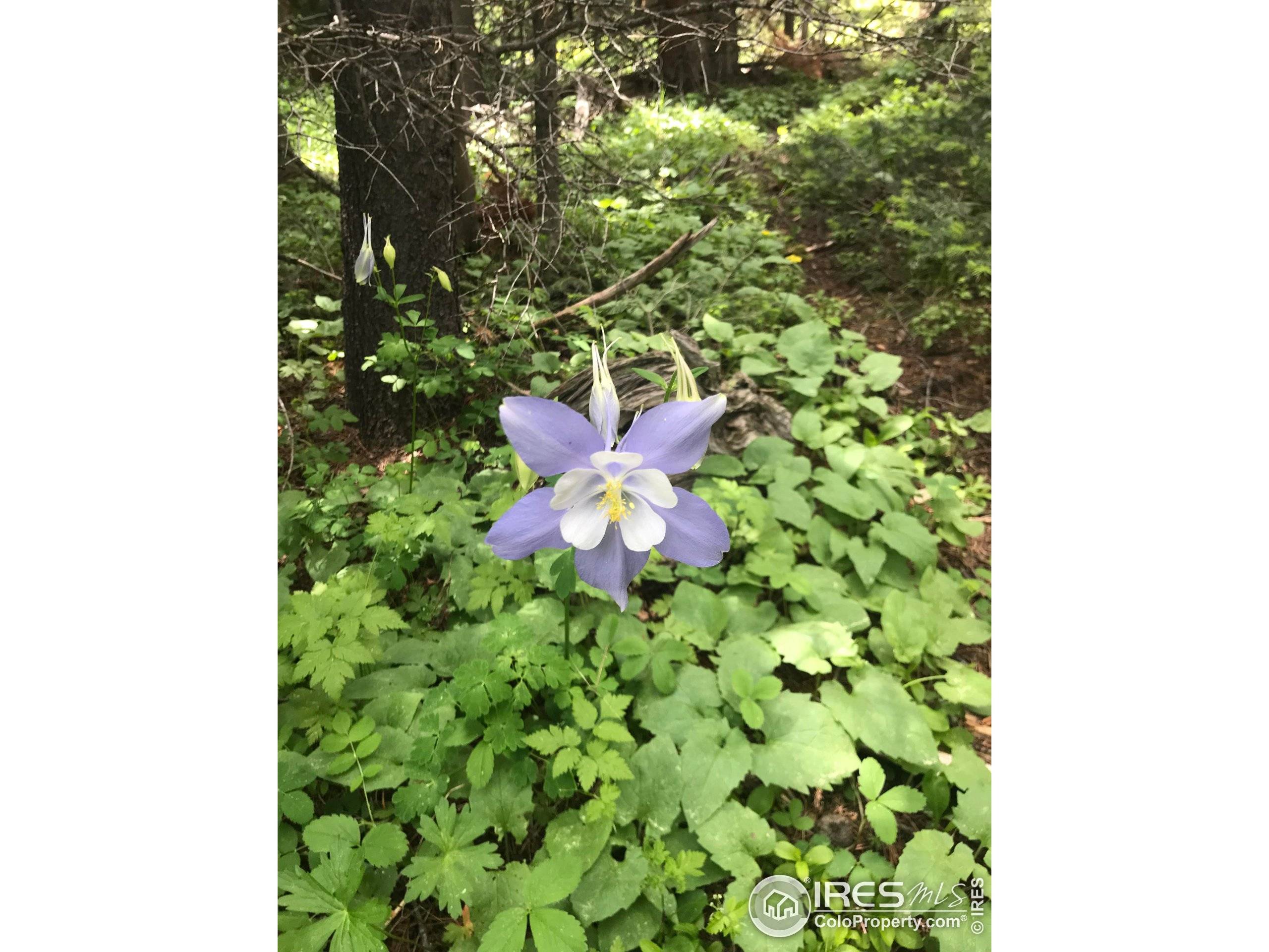 Red Feather Lakes, CO 80545,0 Forest Service 169 Rd