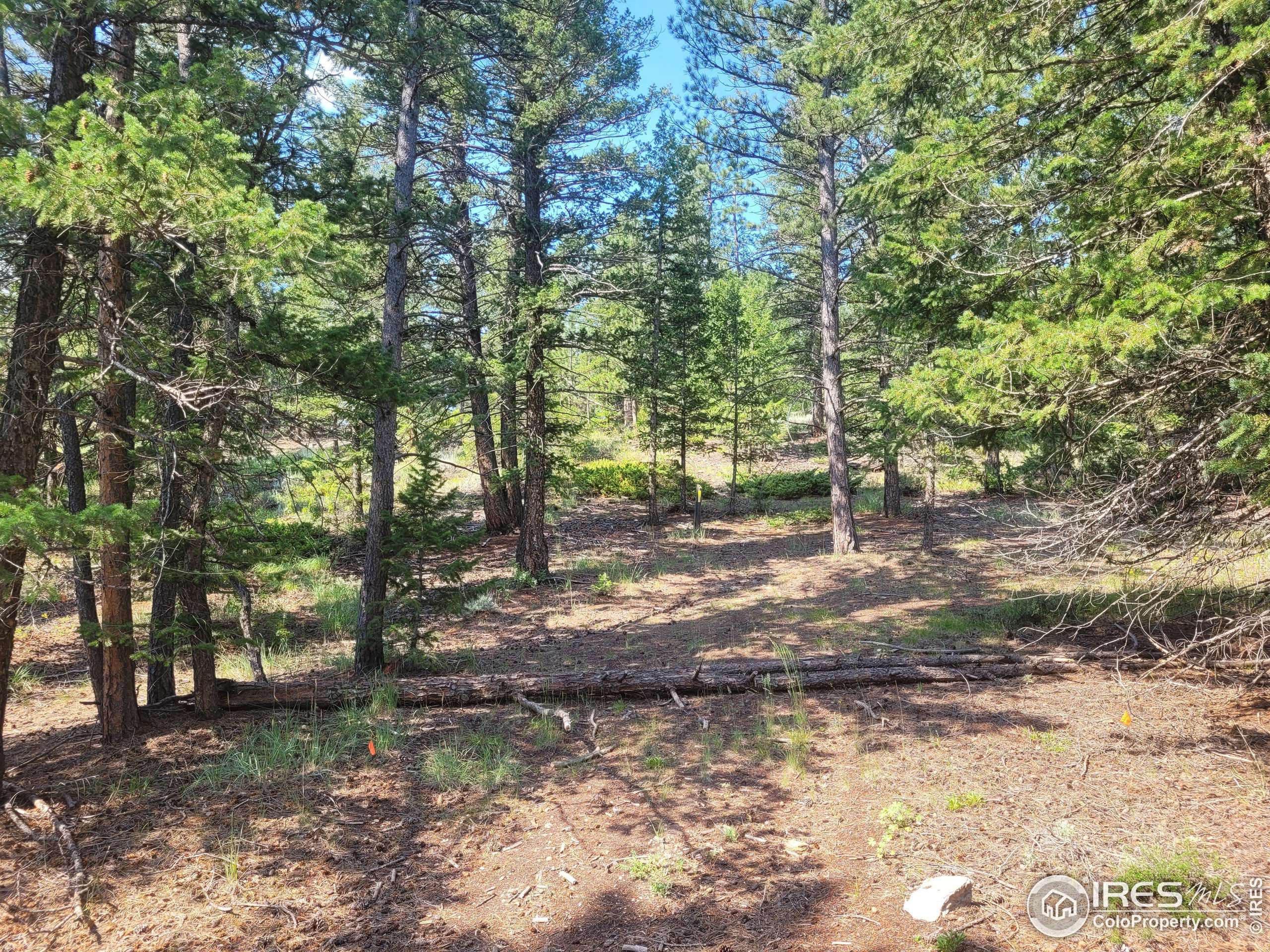 Red Feather Lakes, CO 80545,700 W Fox Acres Dr