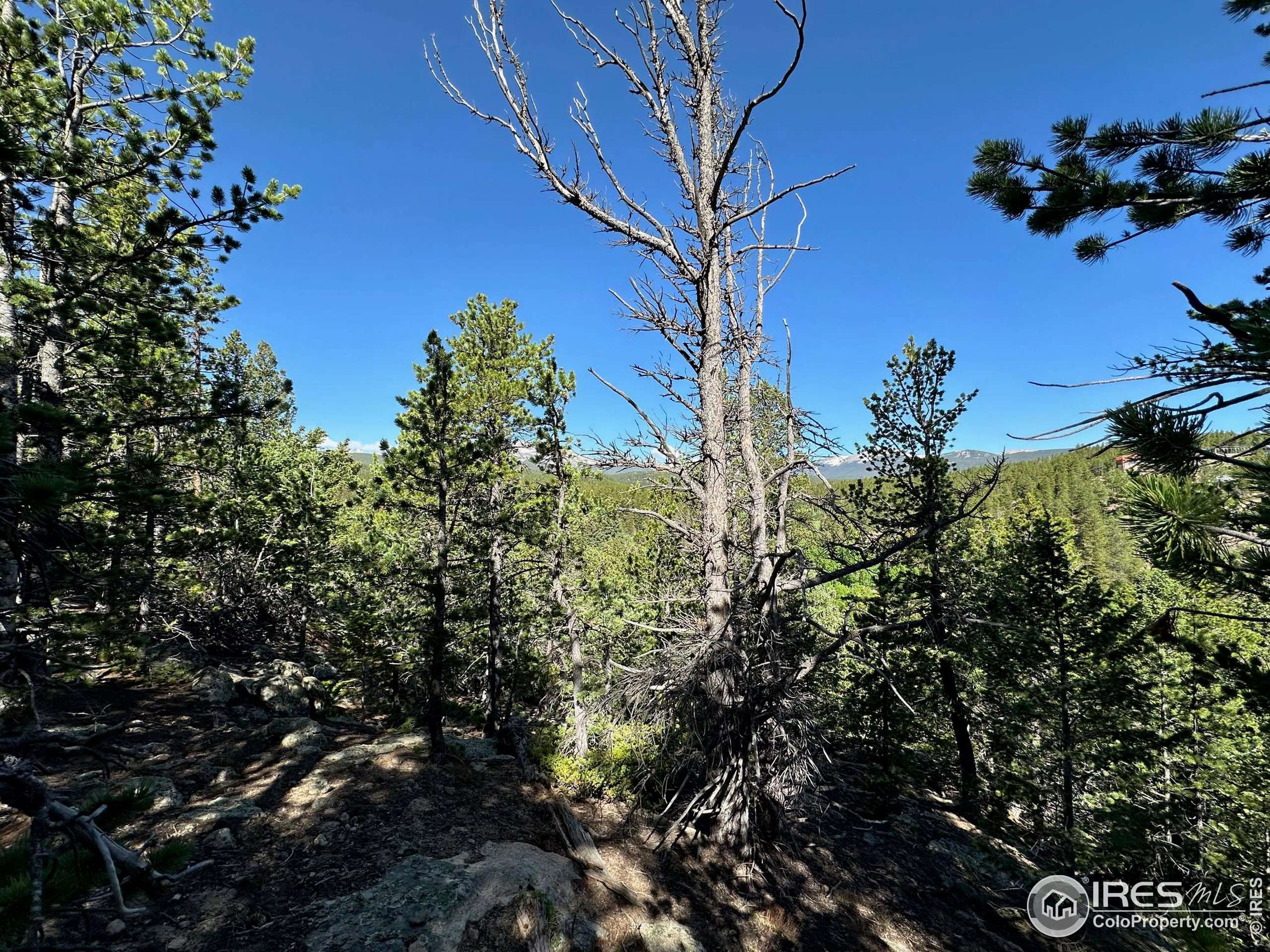 Allenspark, CO 80540,0 Pine Cone Cir #Lot 46