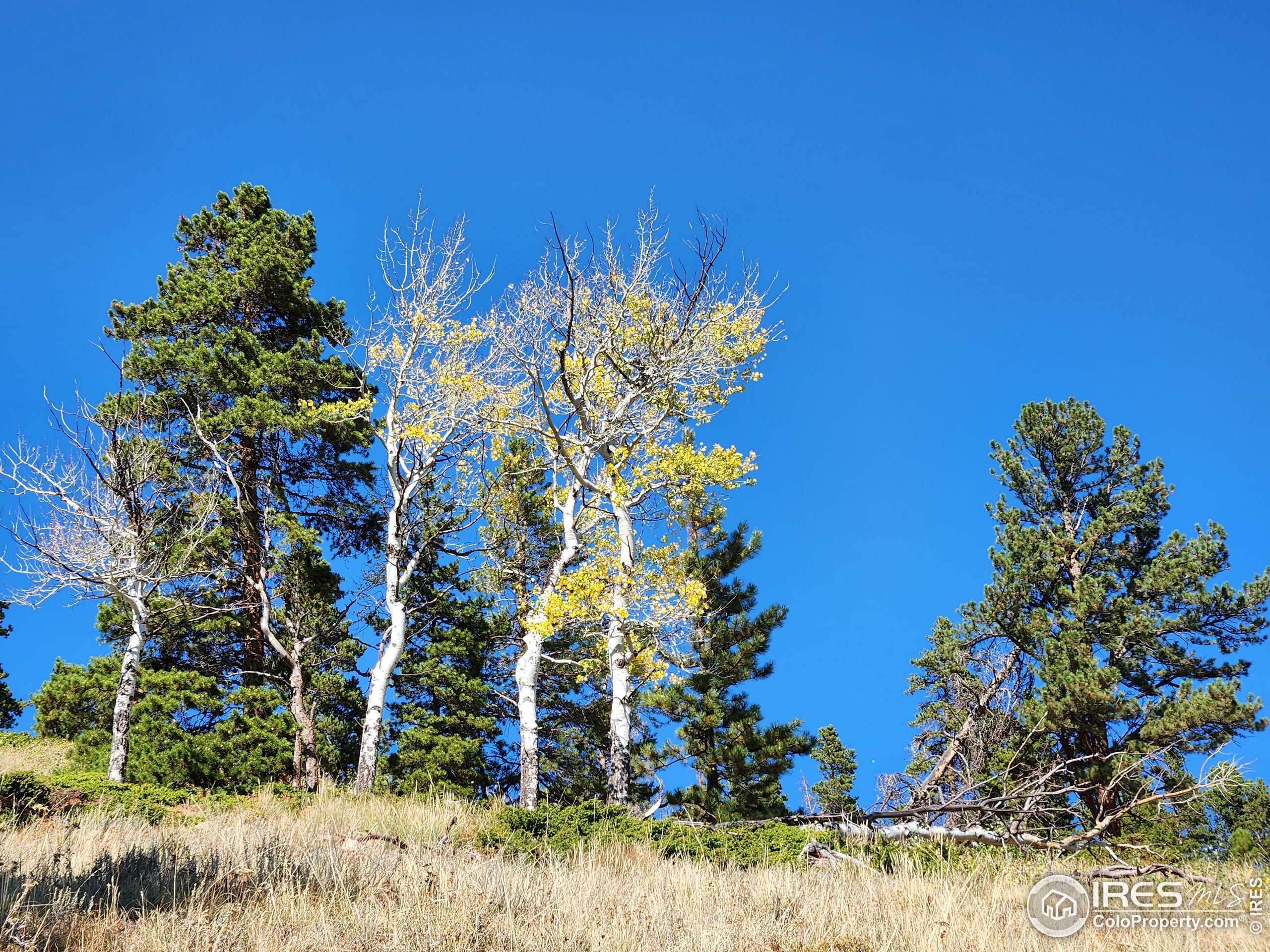 Bellvue, CO 80512,13729 Pingree Park Rd