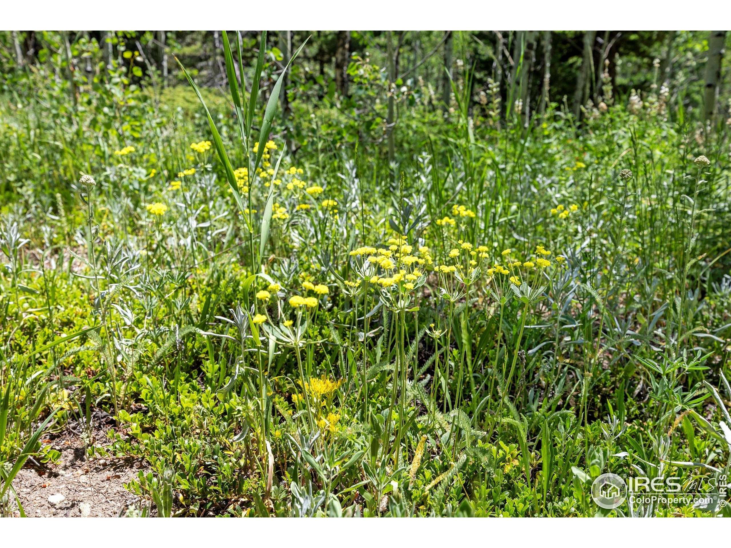 Nederland, CO 80466,1568 County Road 103
