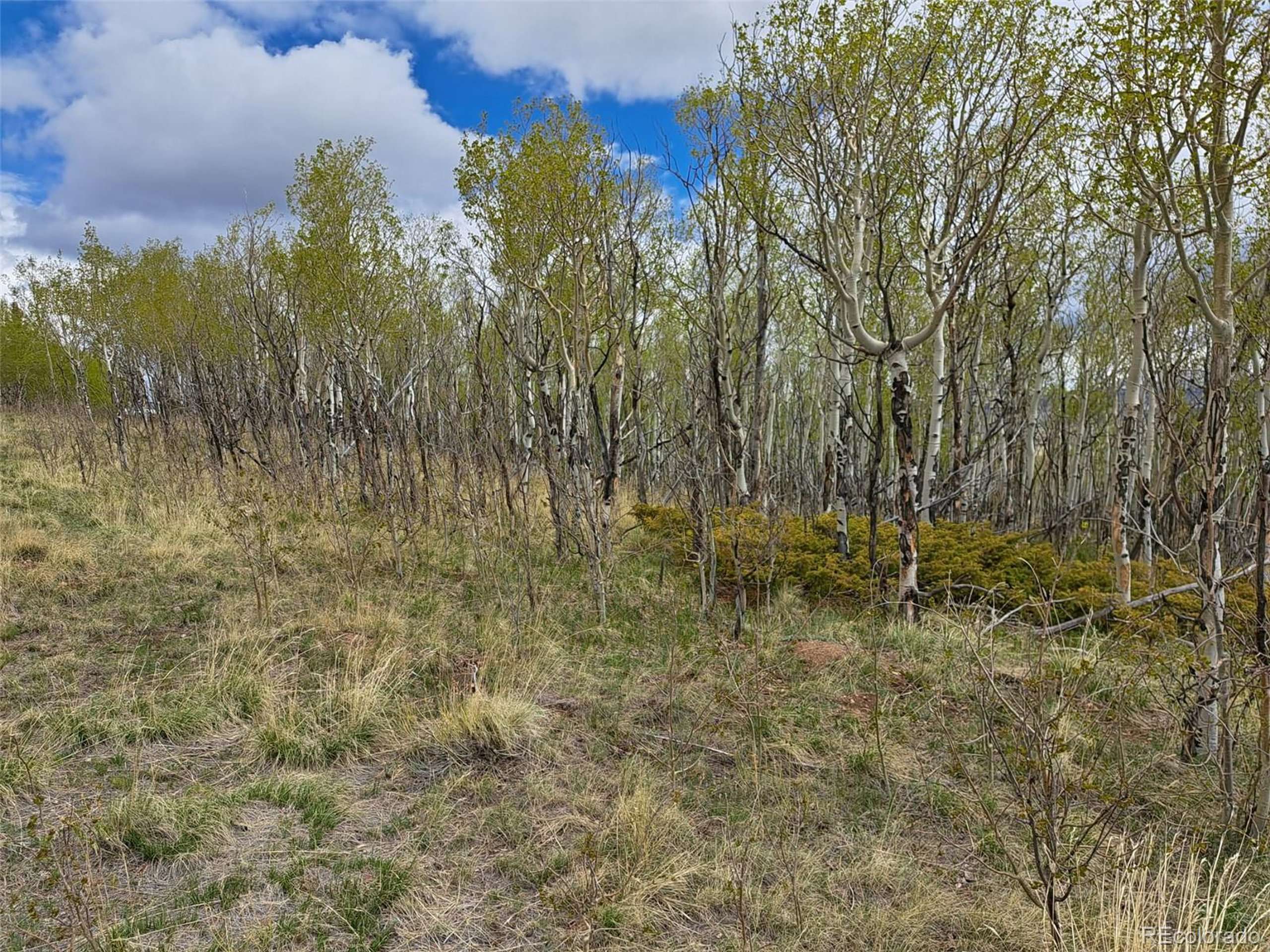 Jefferson, CO 80456,1145 Boreas Cir