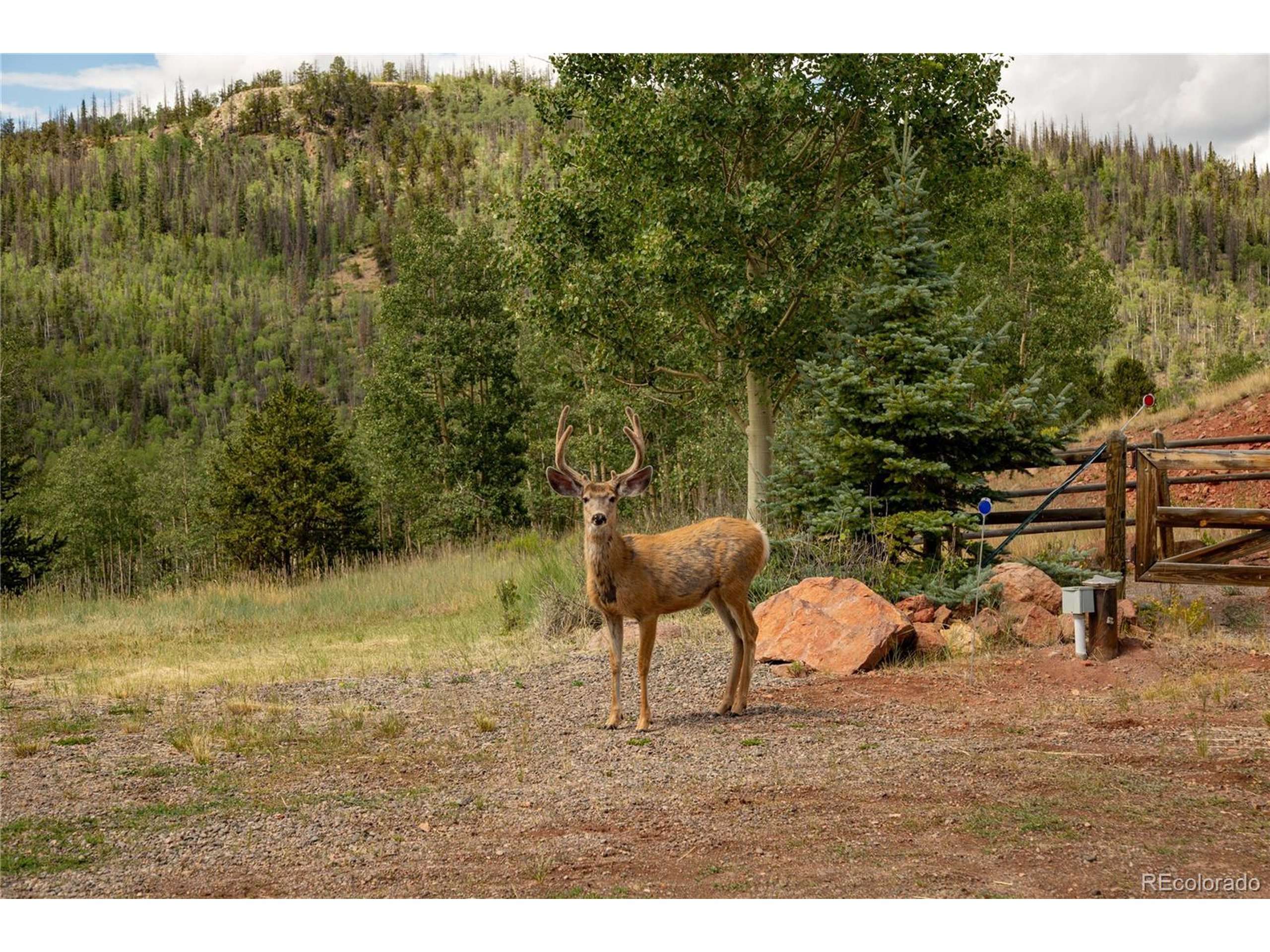 Creede, CO 81130,3601 Forest Road 504