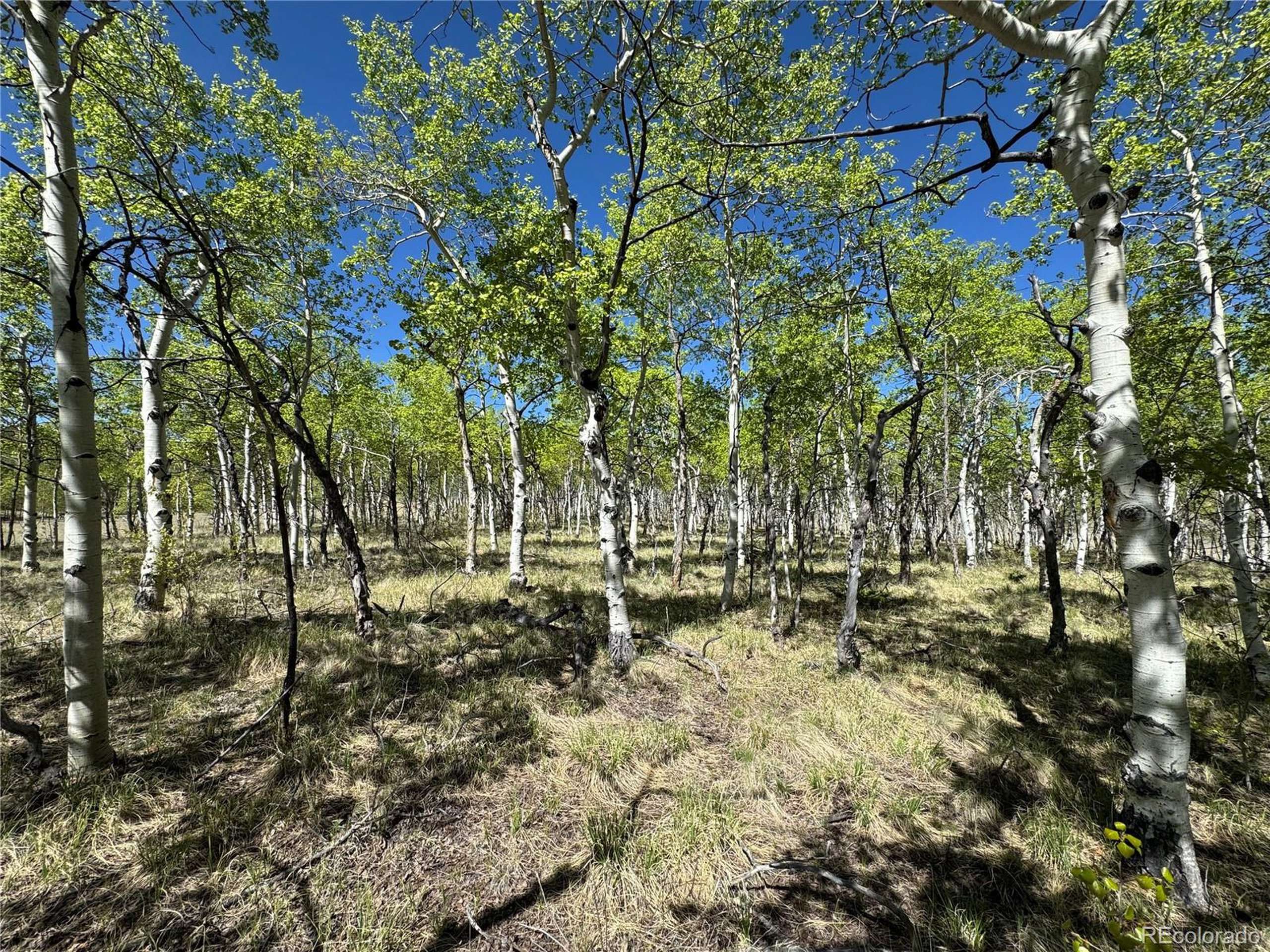 Hartsel, CO 80449,Address not disclosed