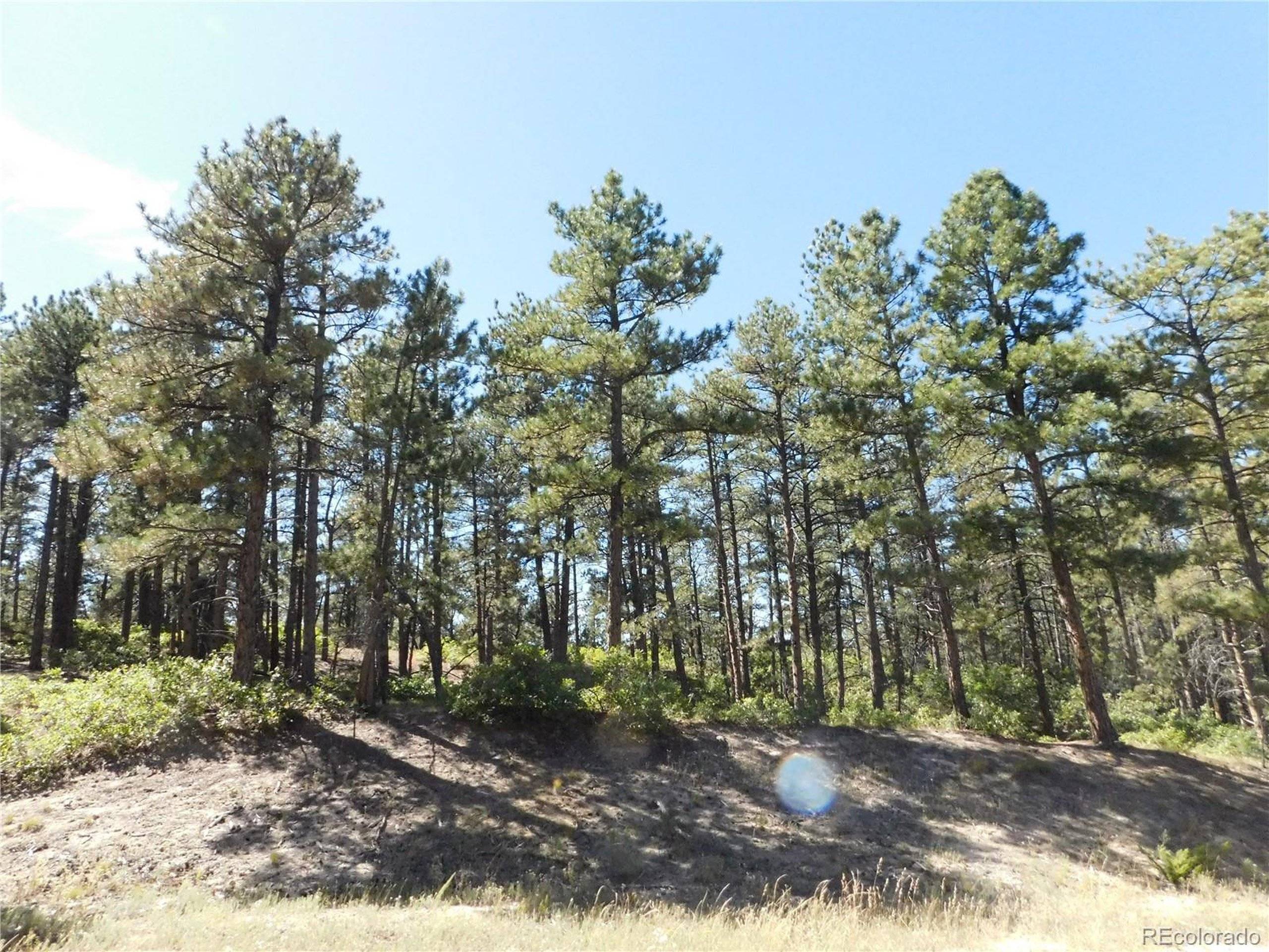 Larkspur, CO 80118,2380 Wood Sorrel Rd