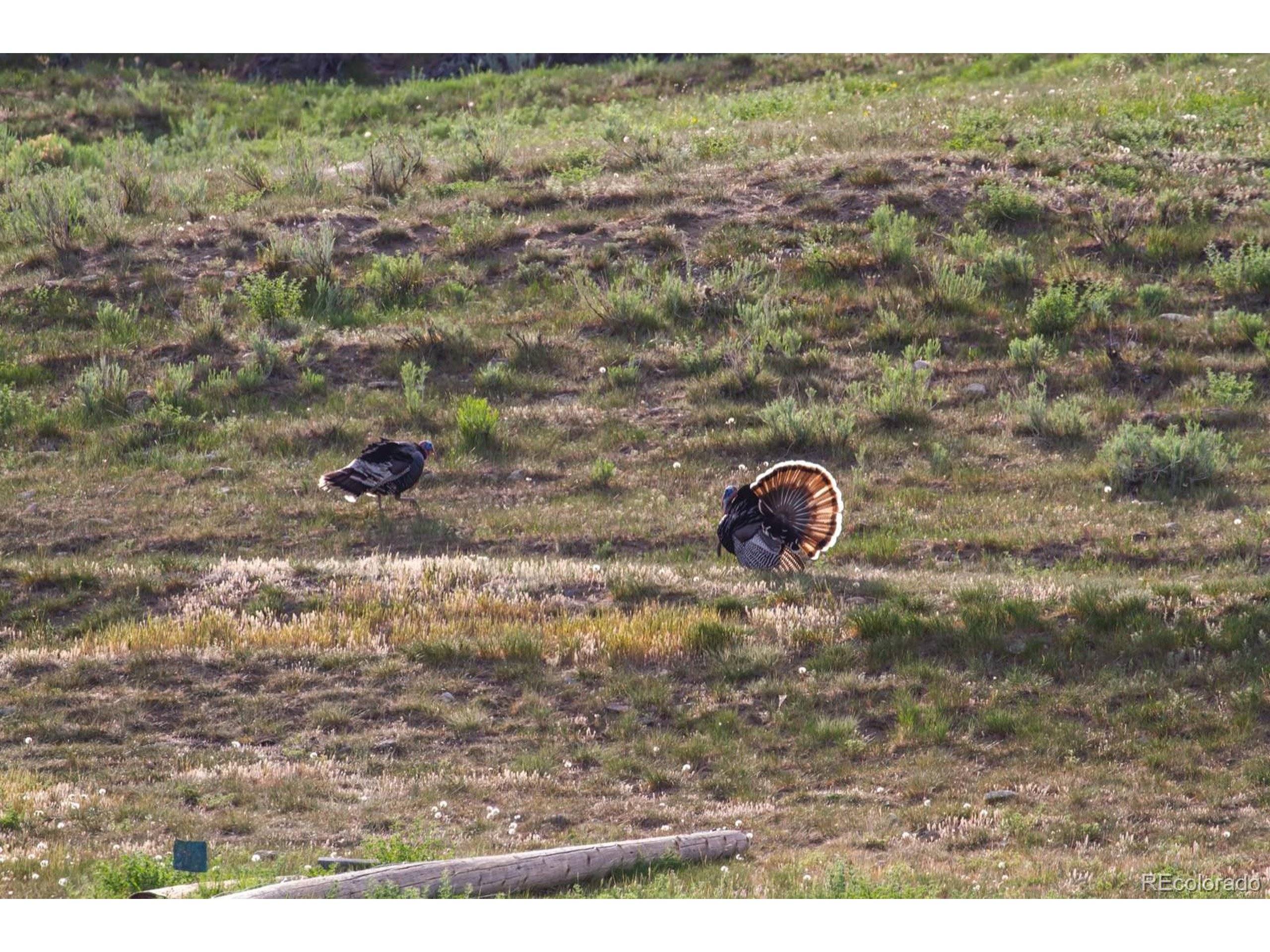Paonia, CO 81428,13010 Dry Gulch Rd