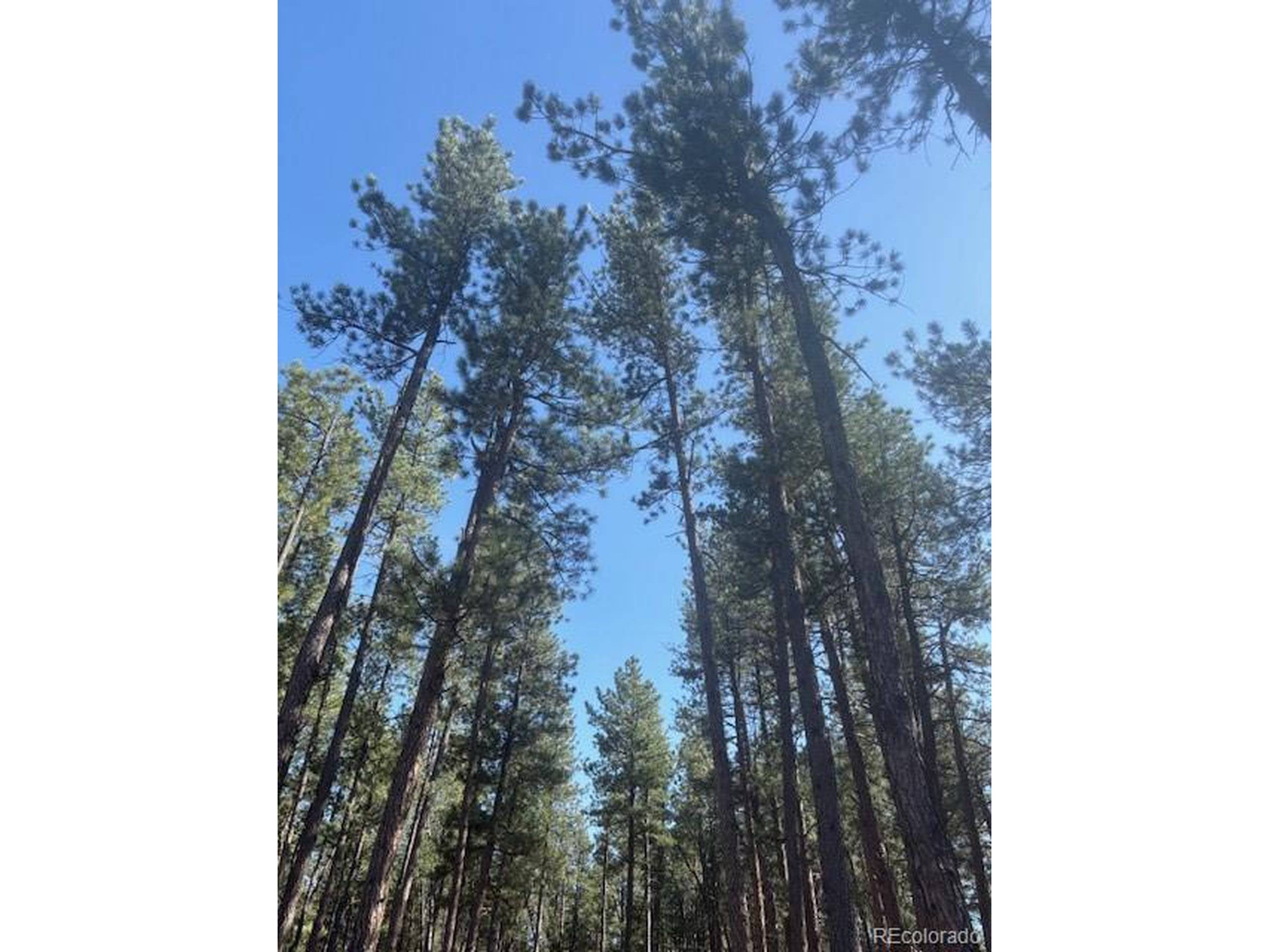 Cripple Creek, CO 80813,560 Princess Rd