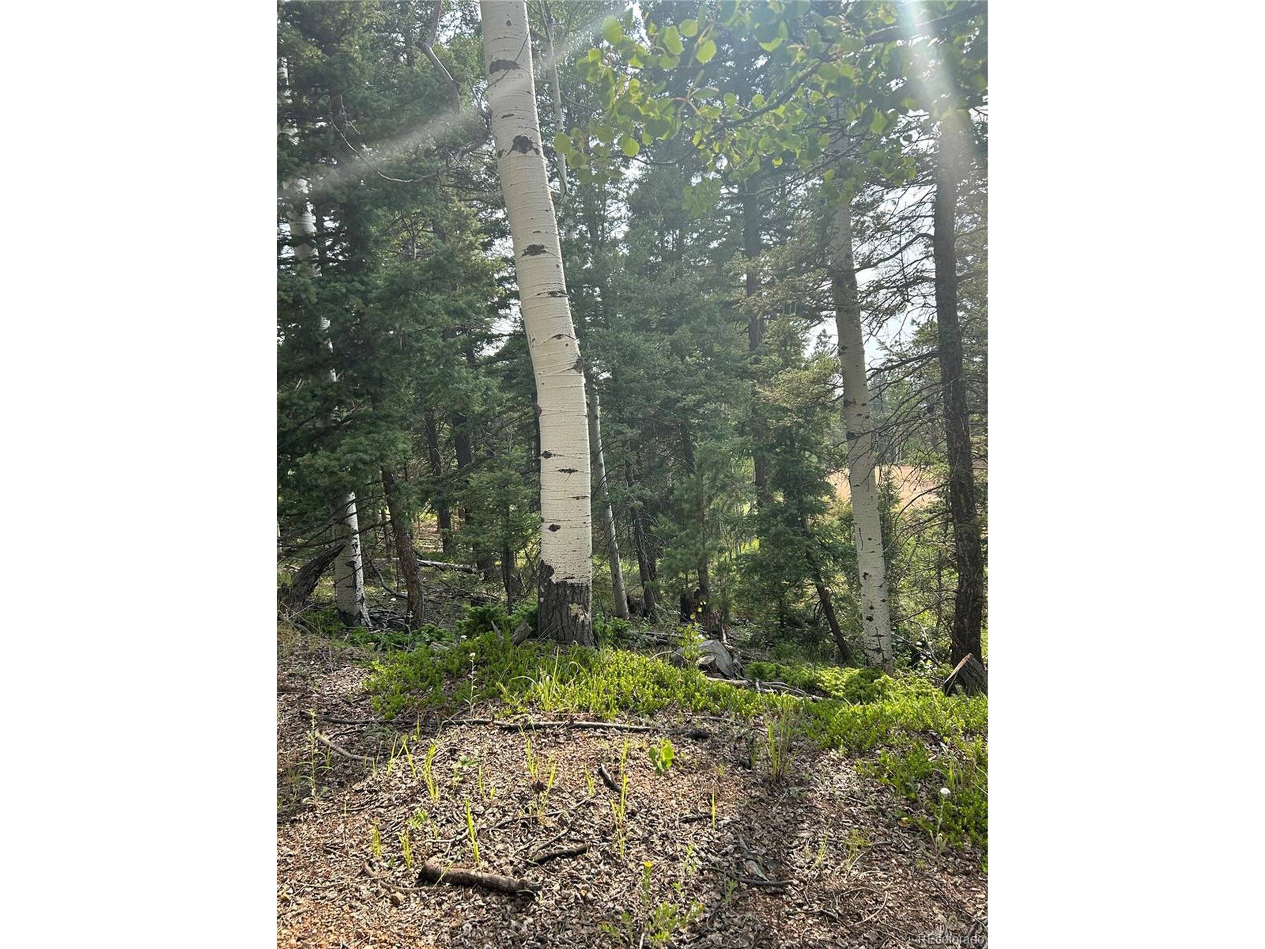 Florissant, CO 80816,127 Rampart Cir