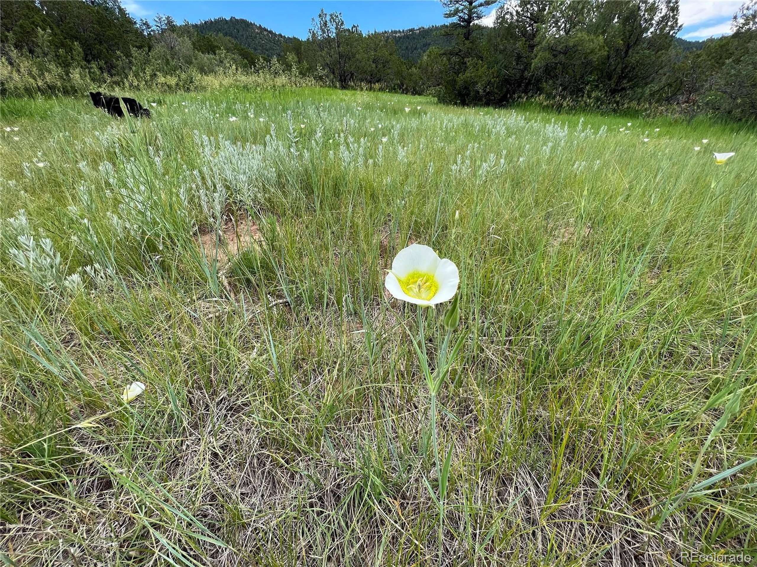 Beulah, CO 81023,Pine Dr