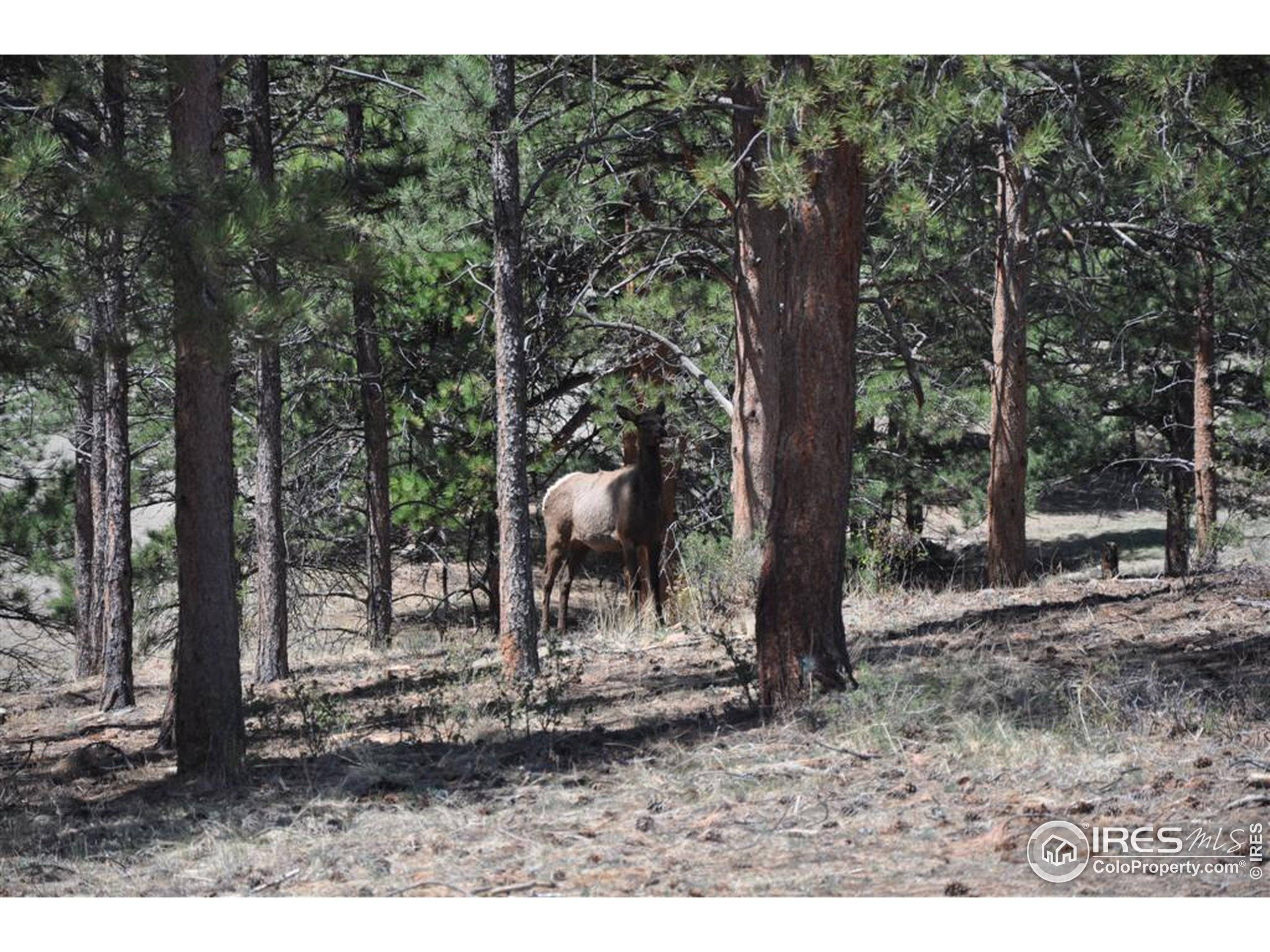 Estes Park, CO 80517,0 Elk Trail Ct
