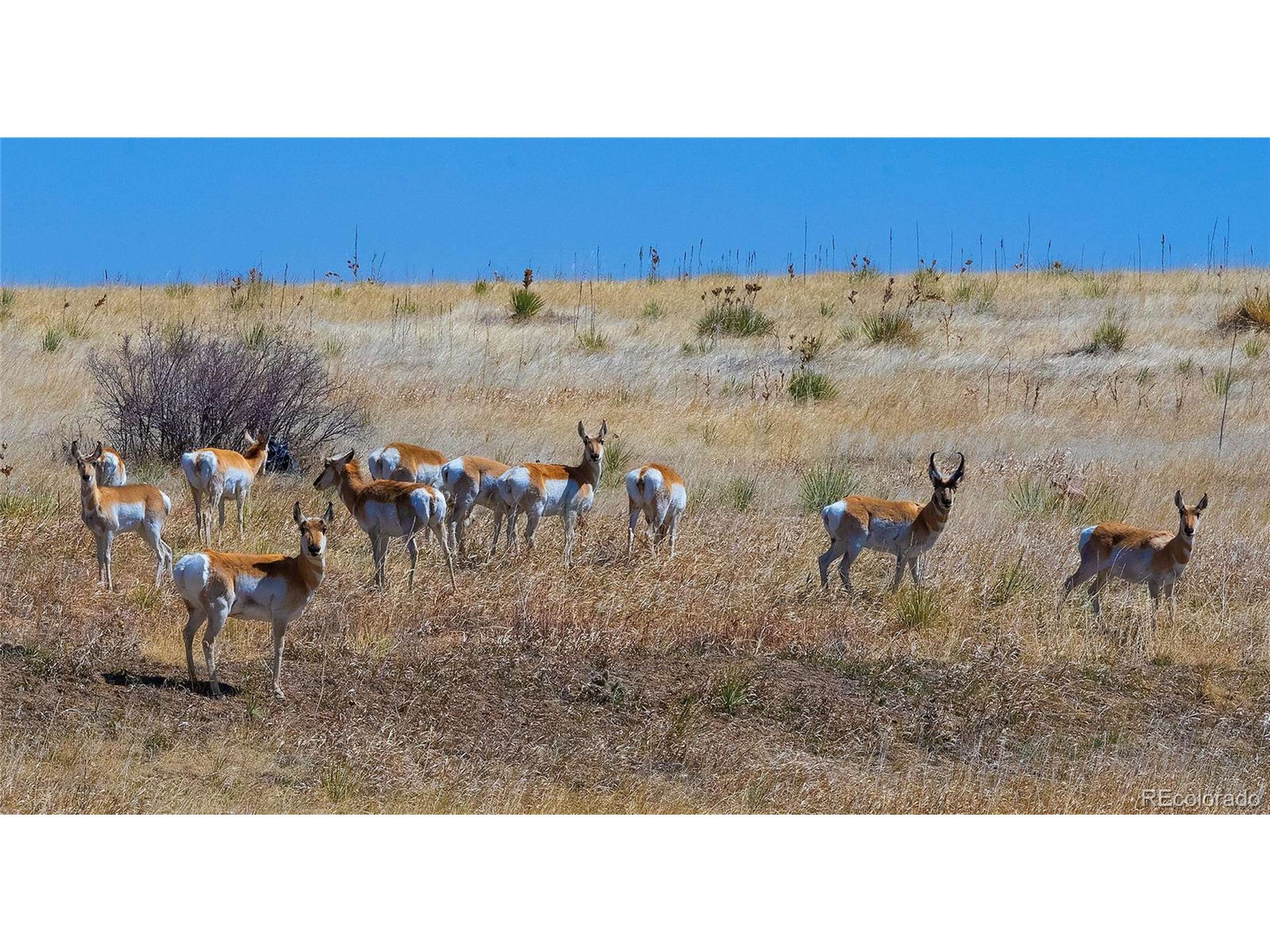 Kiowa, CO 80117,Last Dart Rd