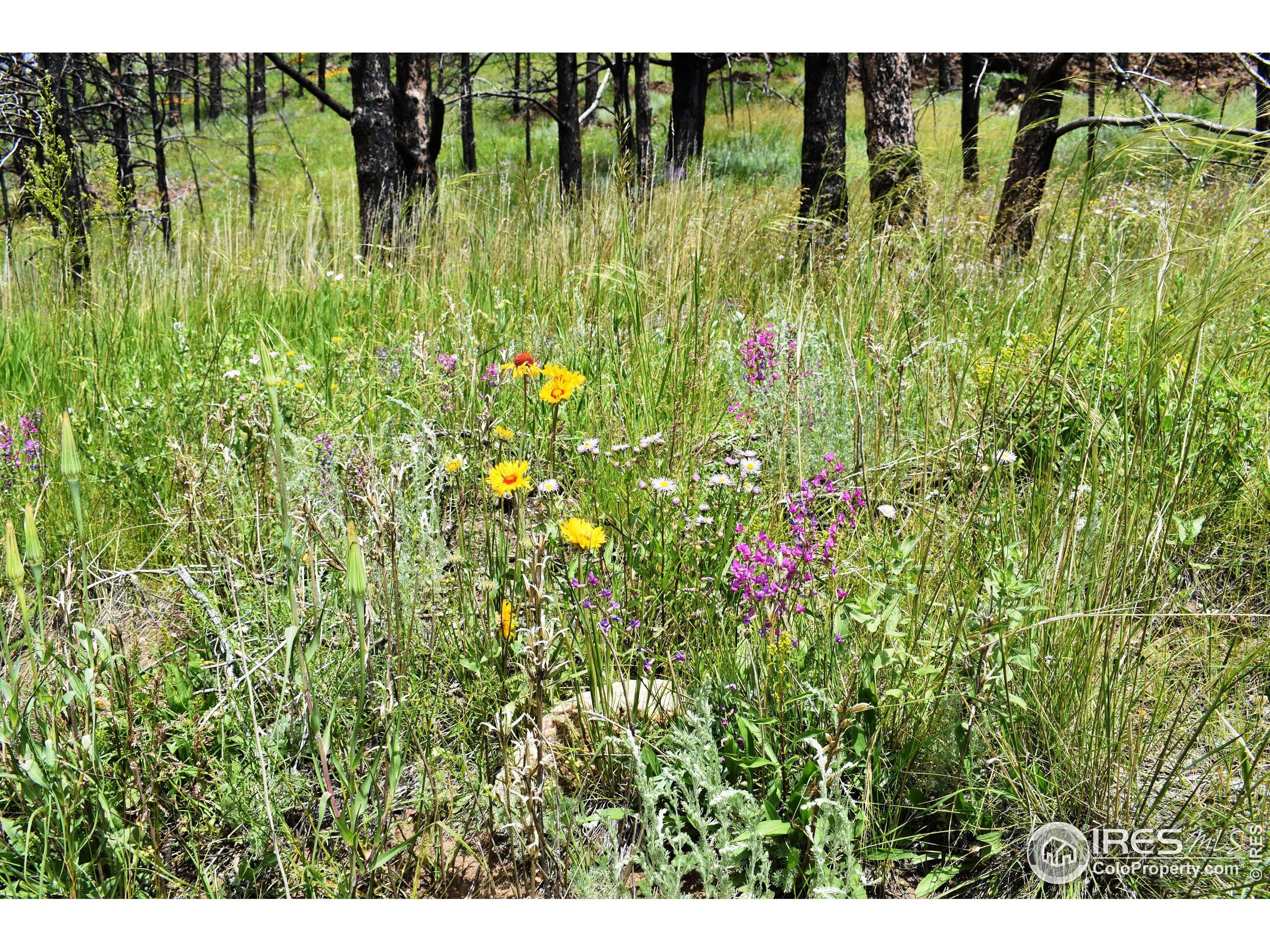 Bellvue, CO 80512,0 Powder Horn Trl