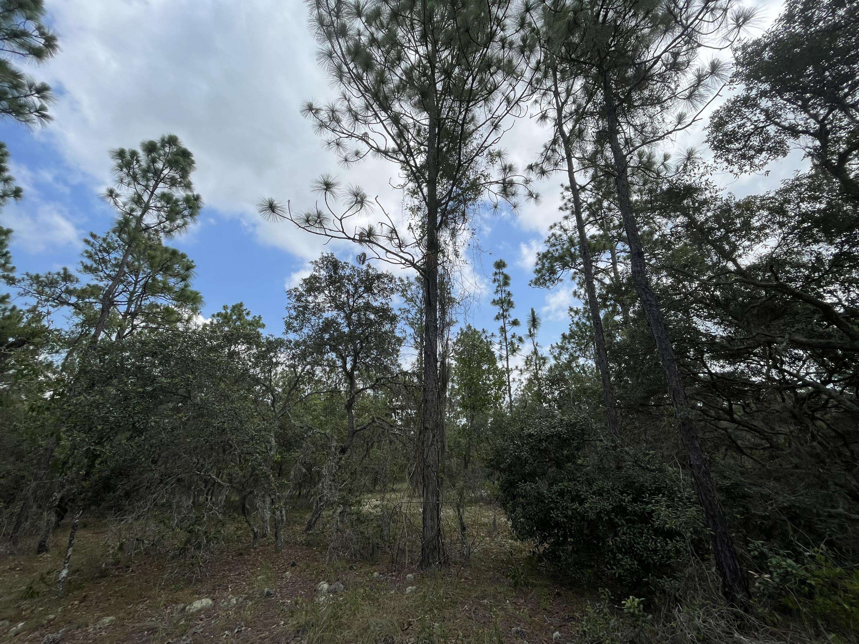 Dunnellon, FL 34431,000 SW Neptune BLVD