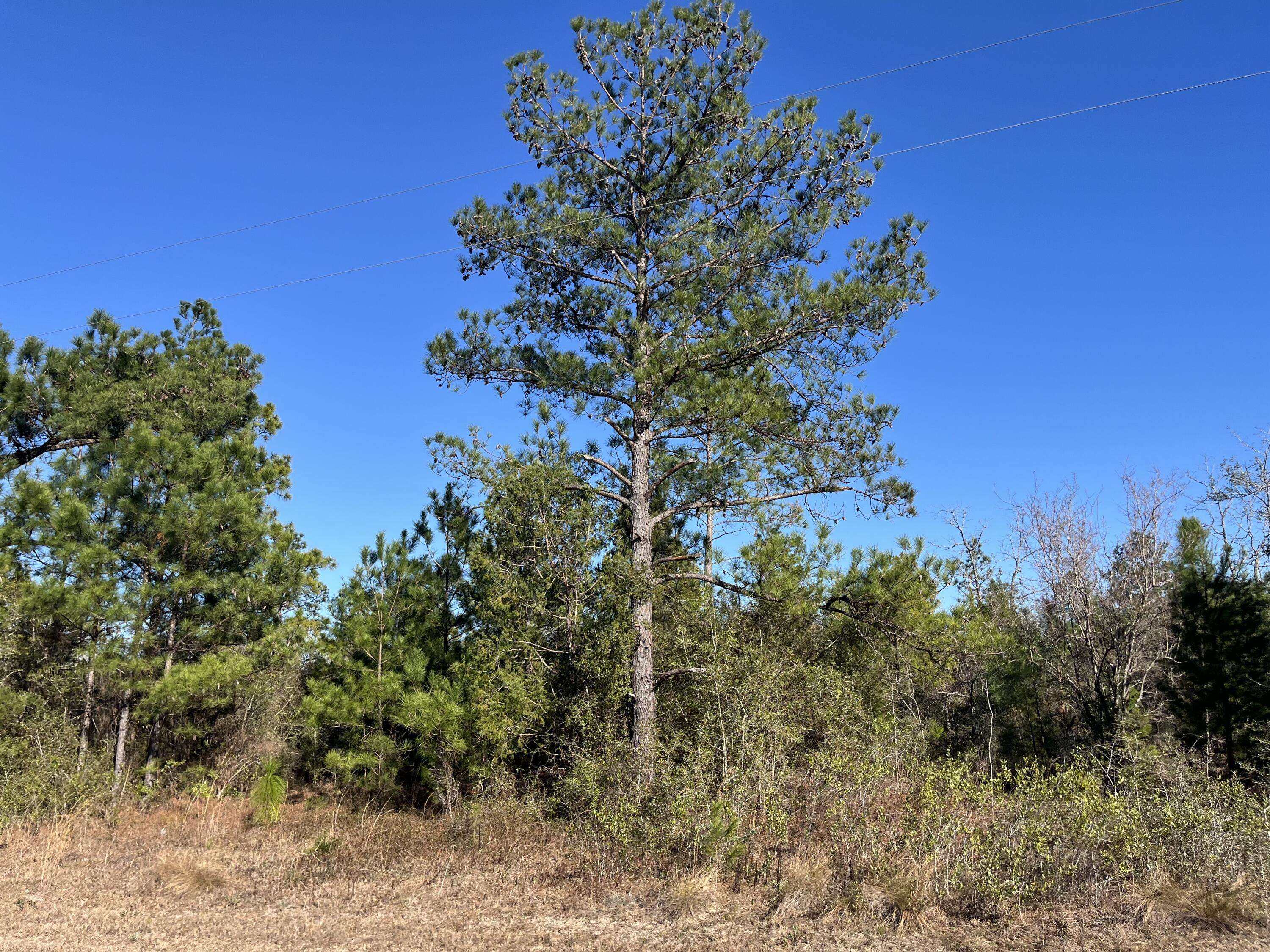 Marianna, FL 32448,Tbd Fairview RD