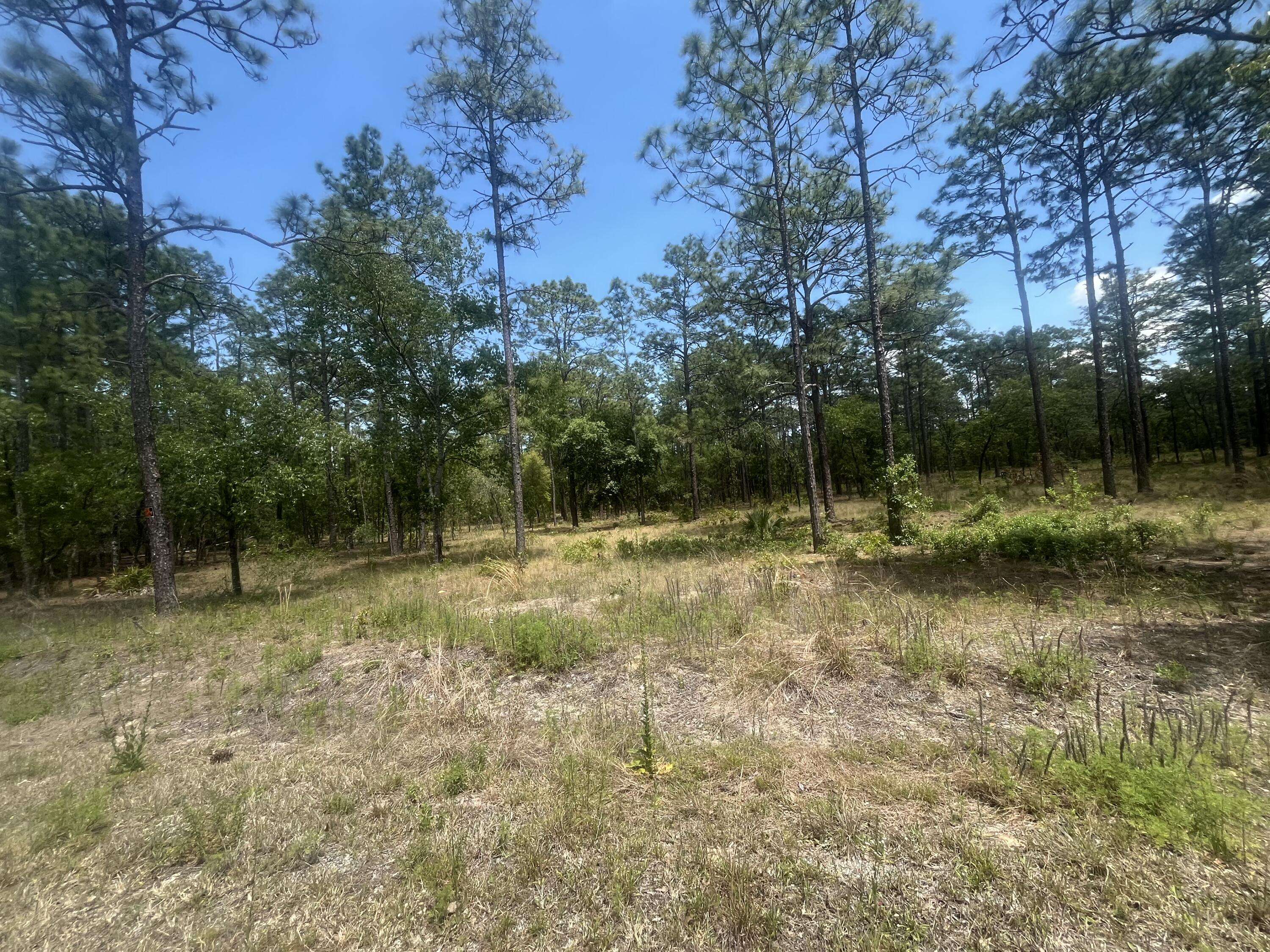 Dunnellon, FL 34431,0 NW Tree Top