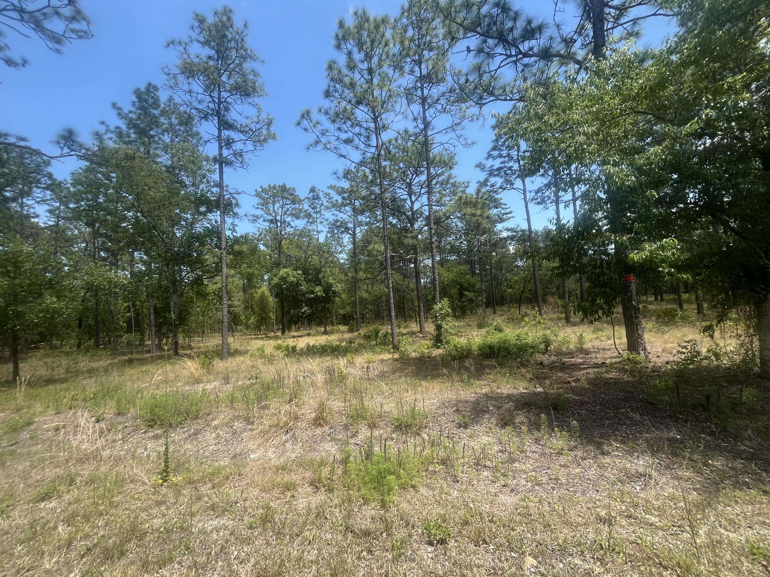 Dunnellon, FL 34431,0 NW Tree Top