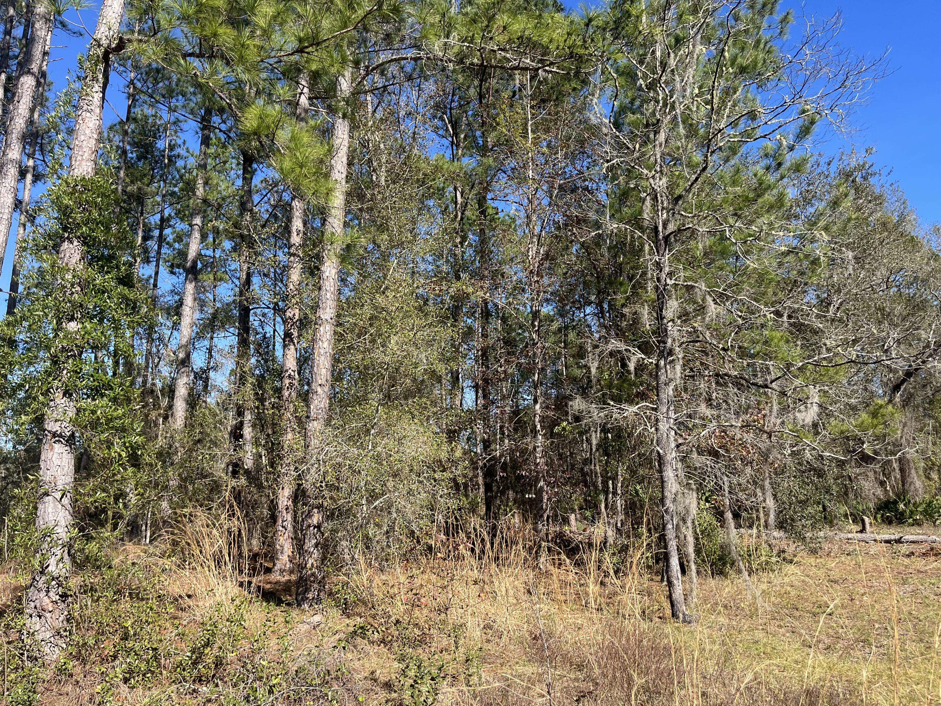 Satsuma, FL 32189,115 Click RD