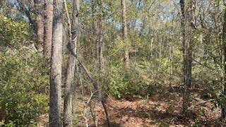 Interlachen, FL 32148,111 Hickory CIR