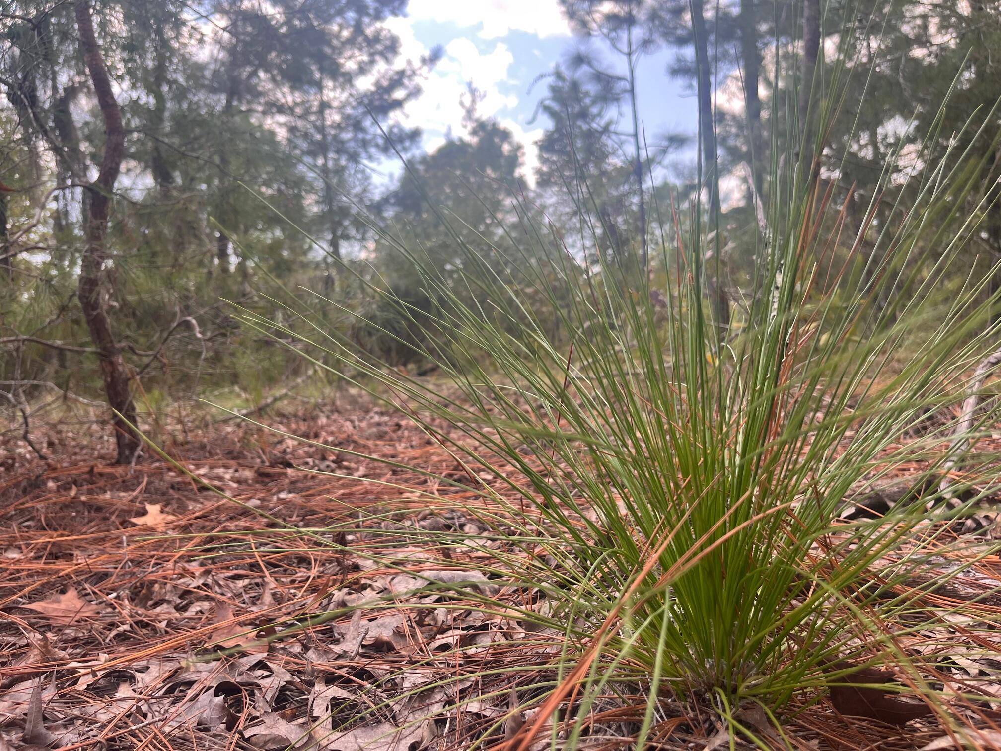 Interlachen, FL 32148,204 Glasgow ST