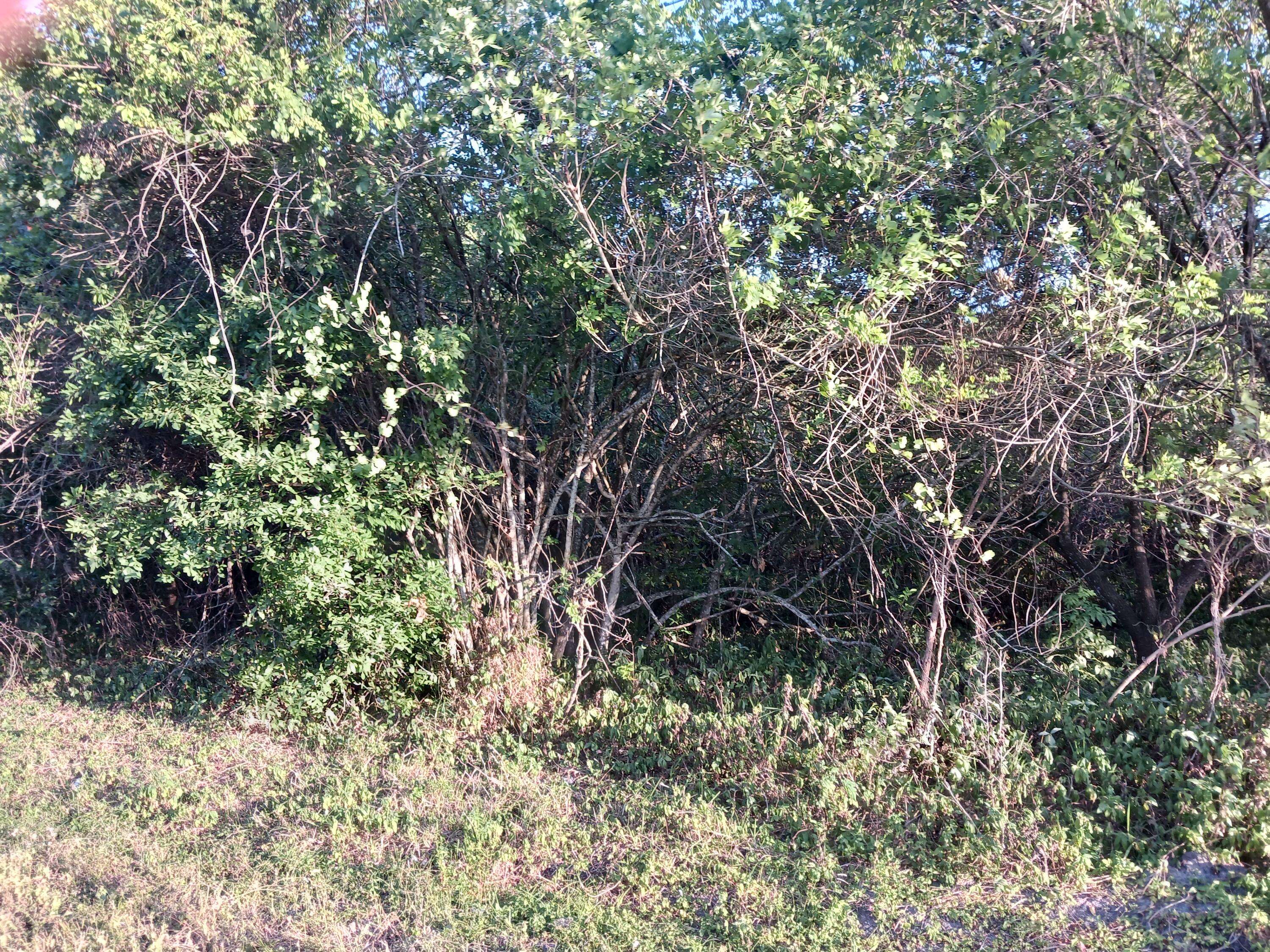 Okeechobee, FL 34974,7025 NE 11th LN