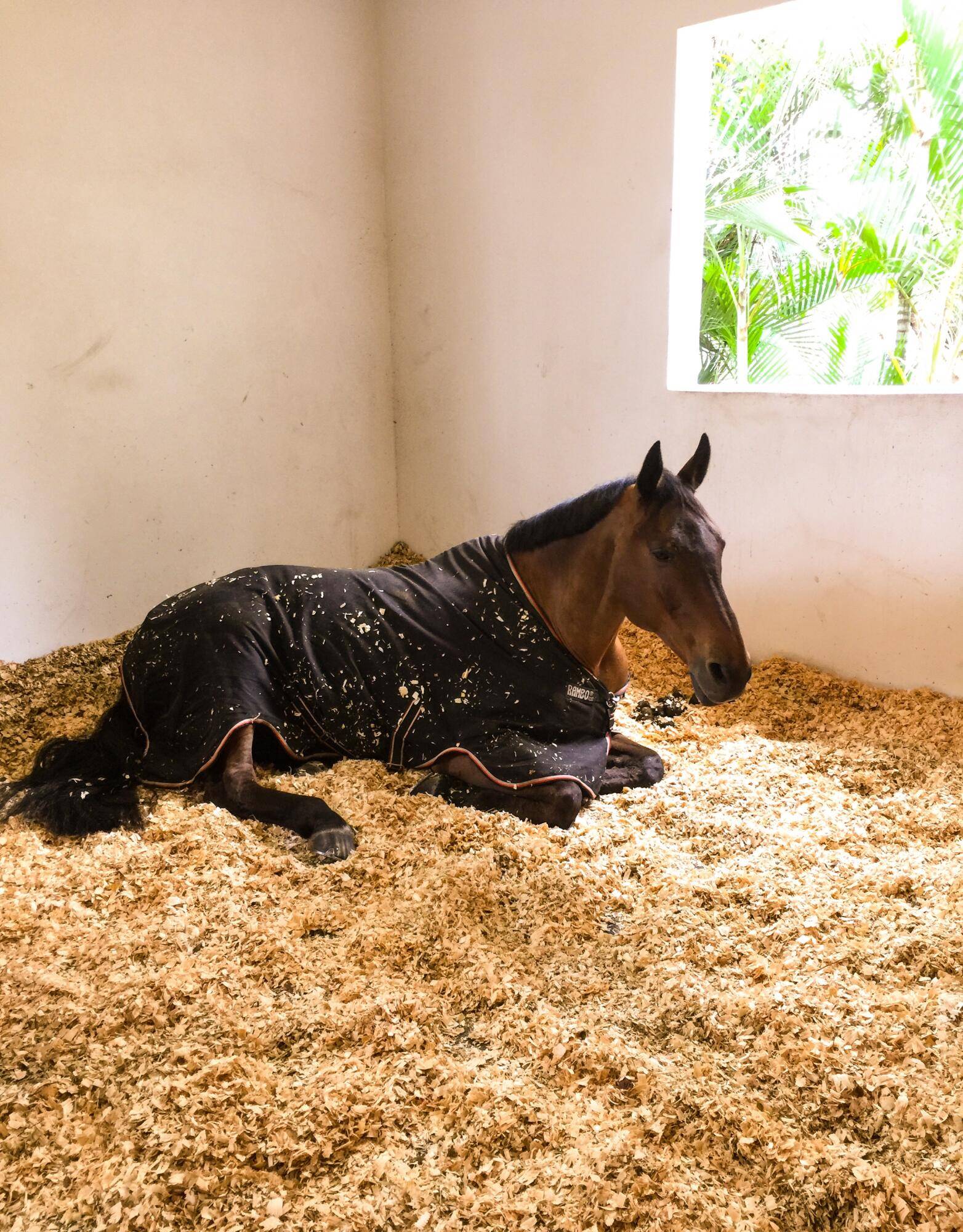 Wellington, FL 33414,3650 Middleburg DR