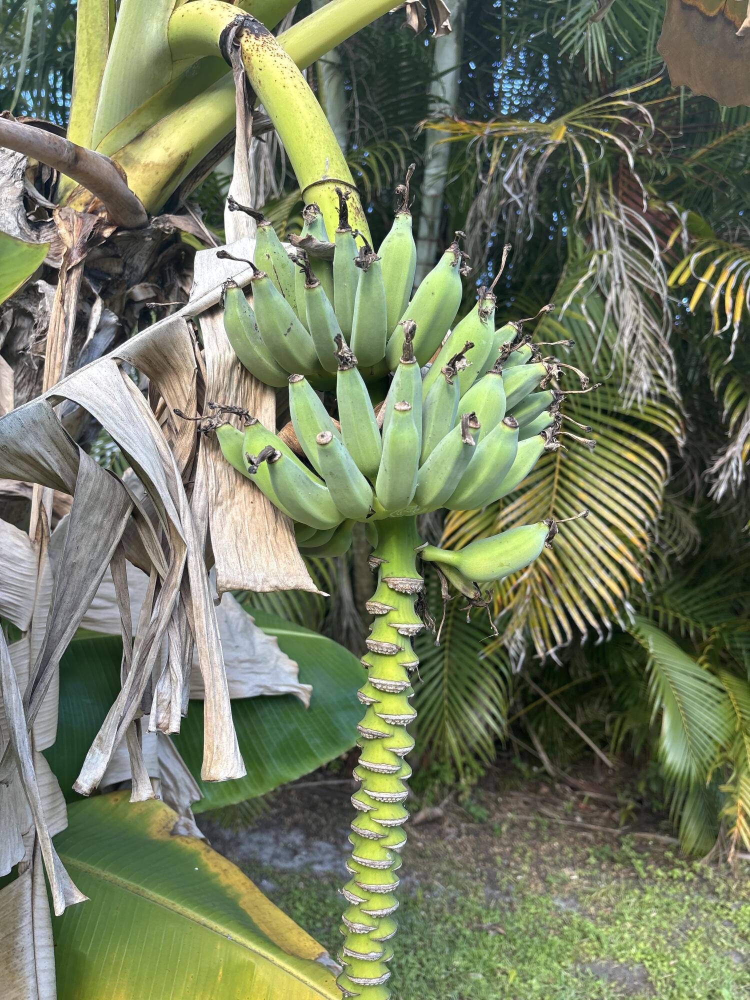 Port Saint Lucie, FL 34952,1256 SE Ladner ST