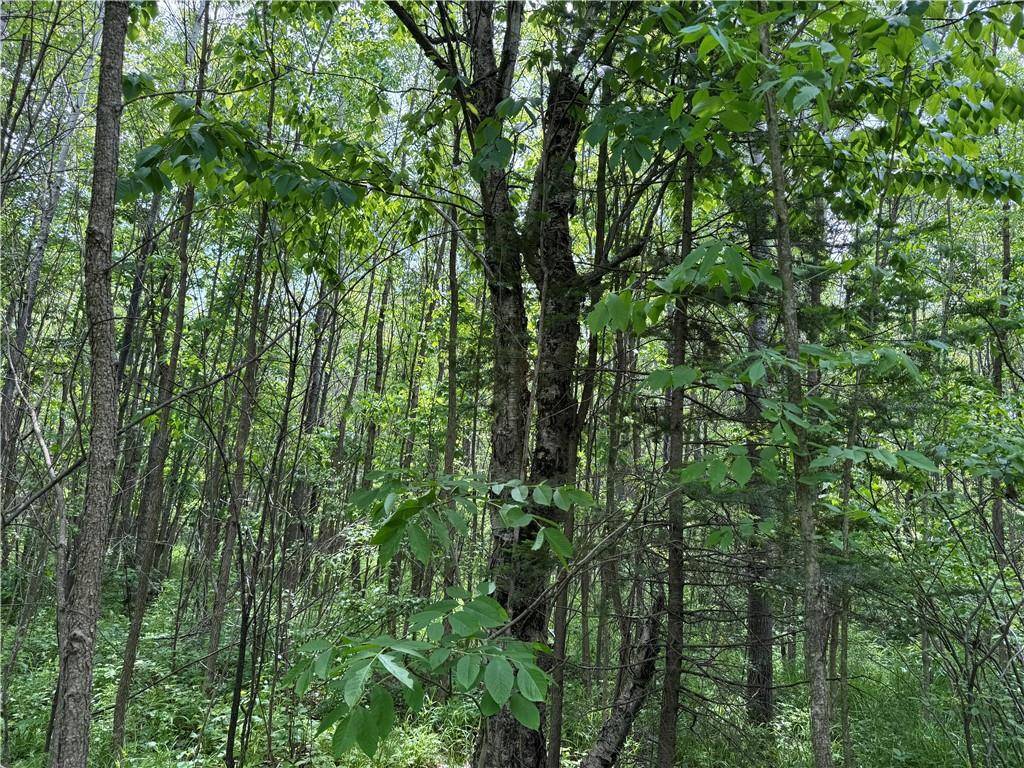 Withee, WI 54497,000 Winter Sports Road