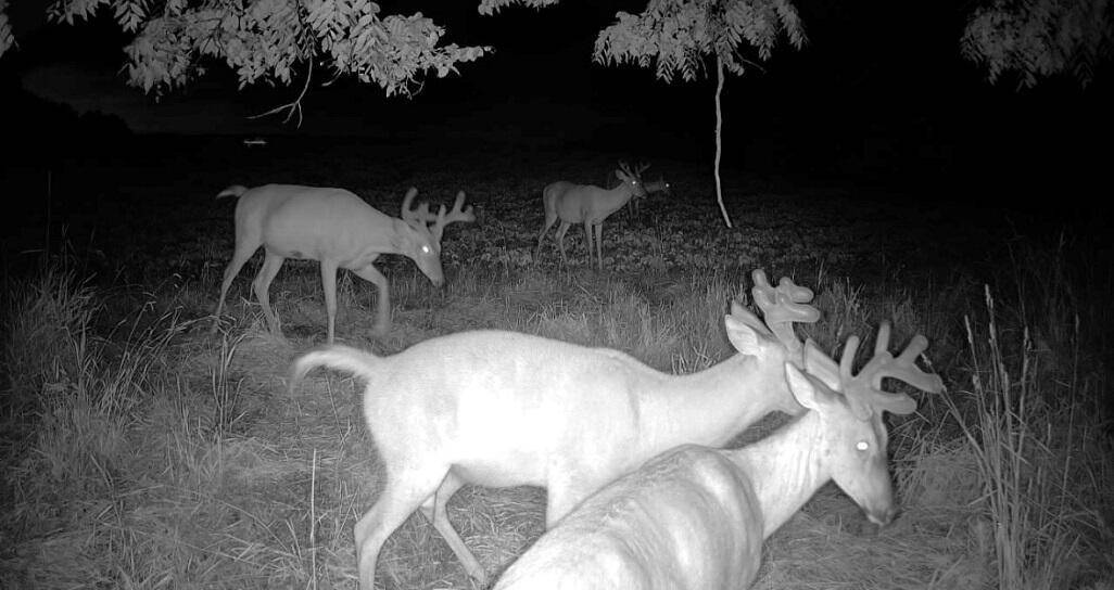 Stockholm, WI 54769,0 COUNTY RD JJ