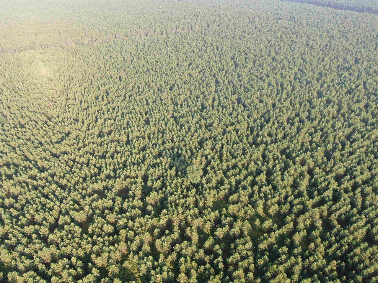 Nekoosa, WI 54457,40 AC Adams Avenue