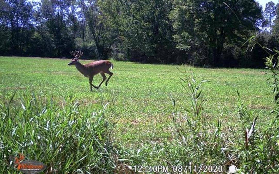 Loyal, WI 54446,CHICKADEE ROAD