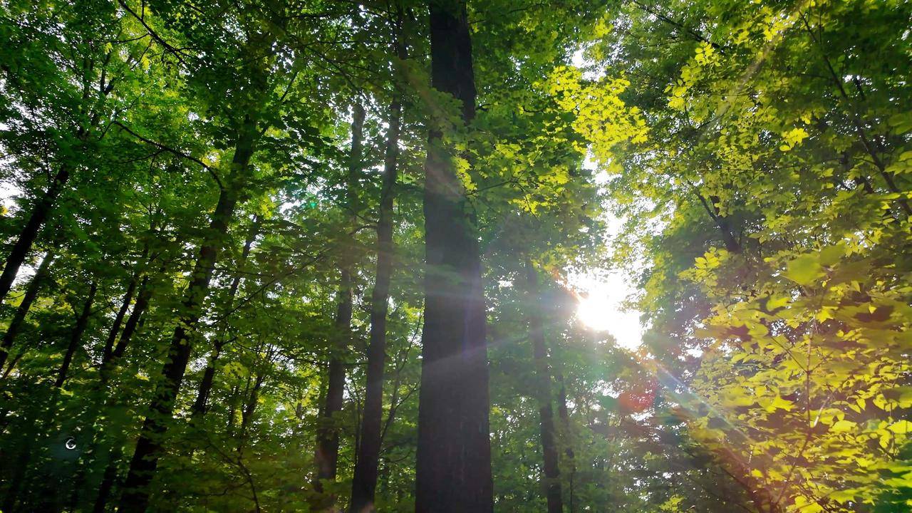 Crandon, WI 54520,TOWER ROAD