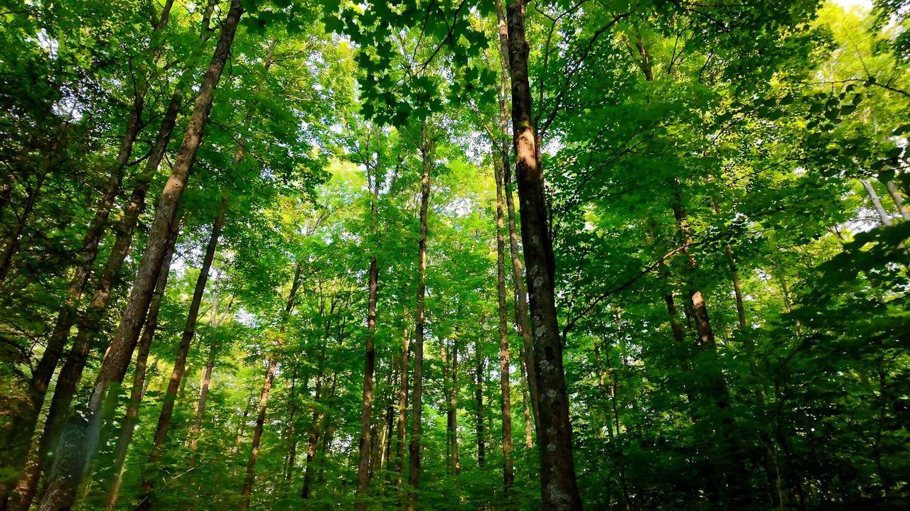 Crandon, WI 54520,TOWER ROAD