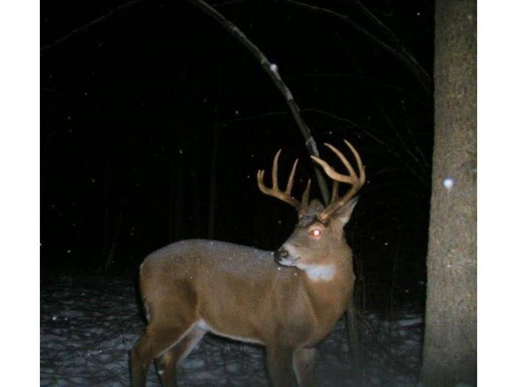 Bruce, WI 54819,110 Acres County Road O