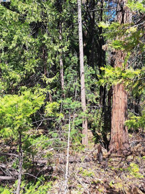 Pollock Pines, CA 95726,Sly Park