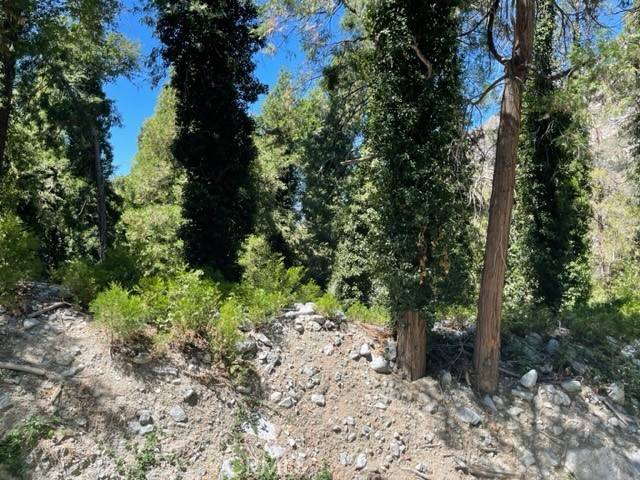 Forest Falls, CA 92339,0 Fern