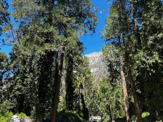 Forest Falls, CA 92339,0 Fern