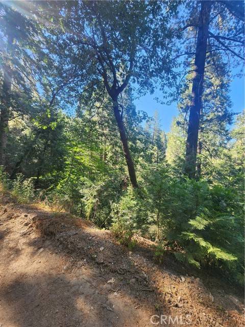 Cedarpines Park, CA 92322,0 Forest Drive