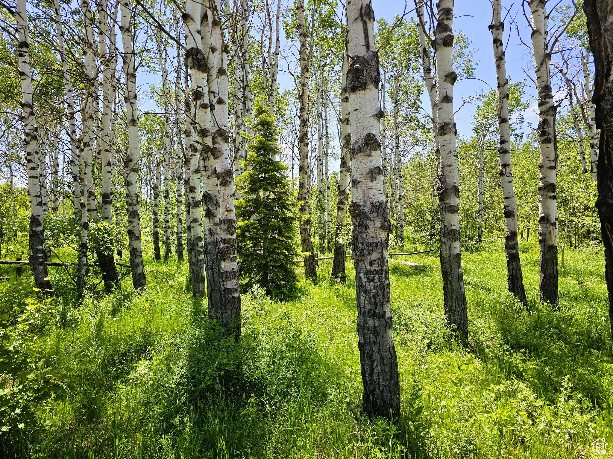 Fairview, UT 84629,725 E WOLF HOLLOW RD N