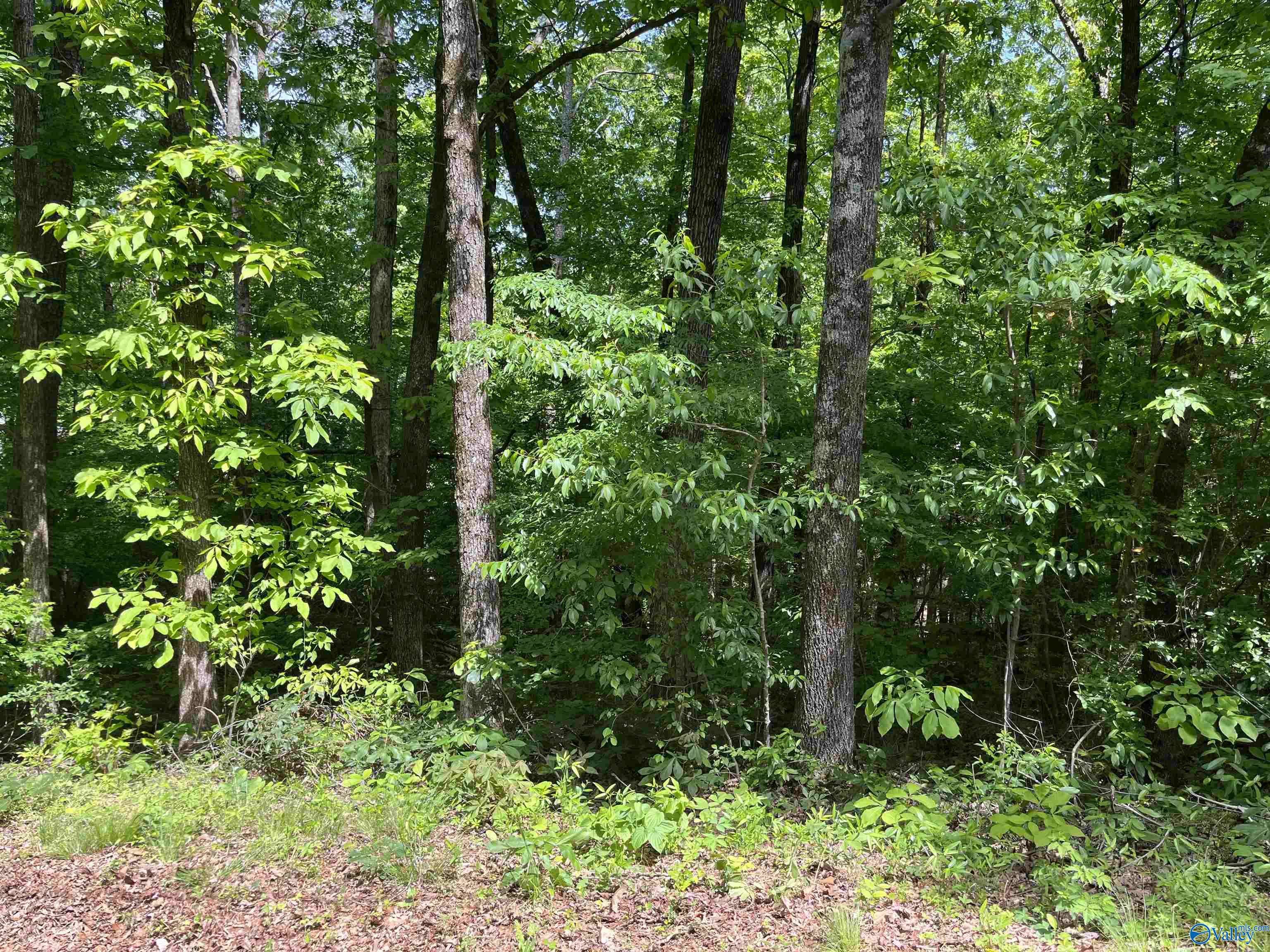 Guntersville, AL 35976,Lot 4 Cedar Lane