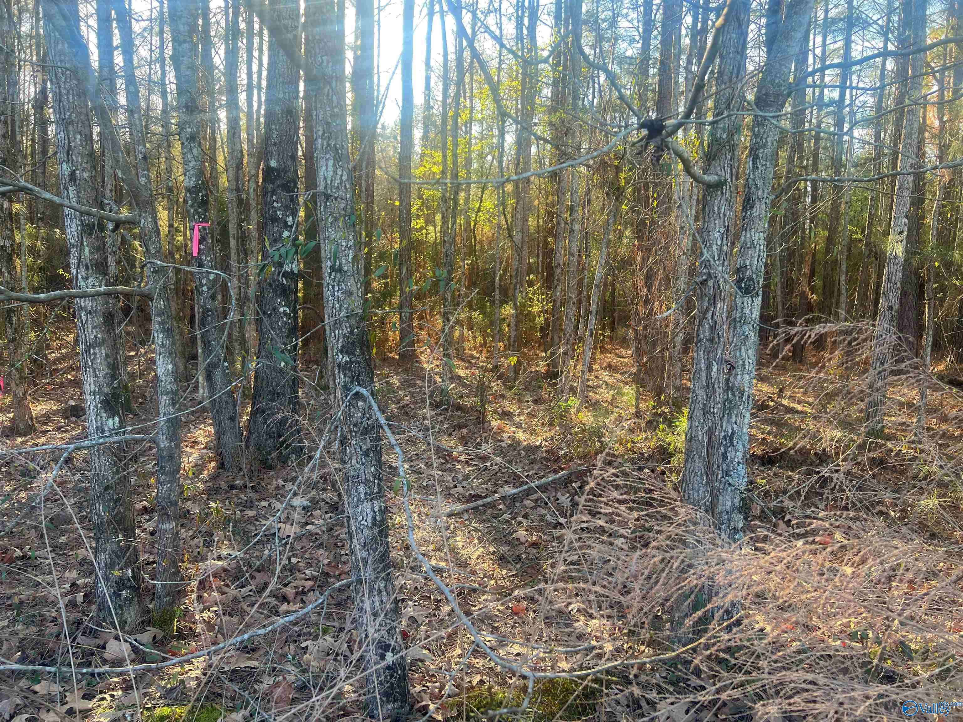 Cedar Bluff, AL 35959,Lot 1 Summer Breeze Drive