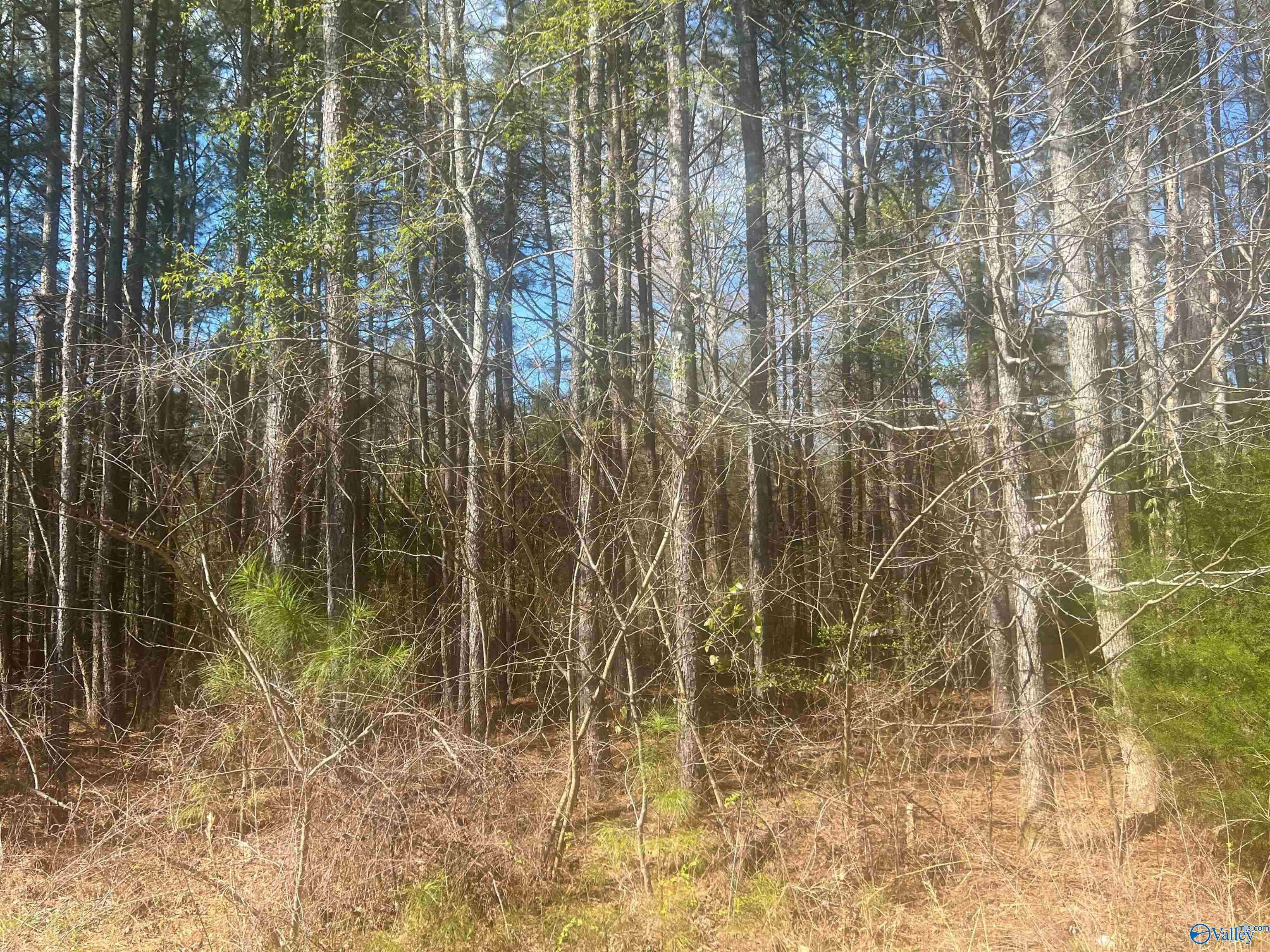 Cedar Bluff, AL 35959,Lot 3 Summer Breeze Drive