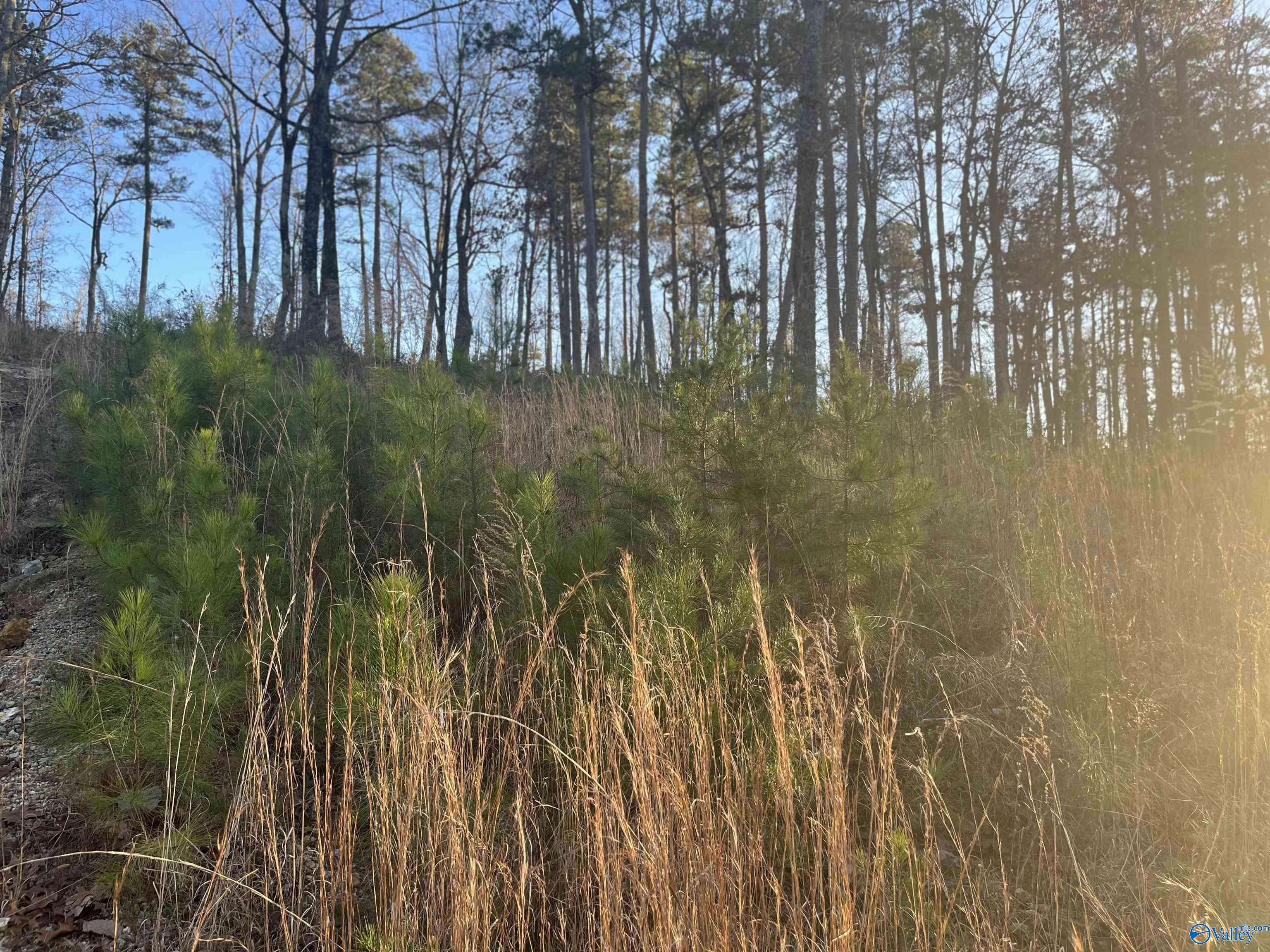 Leesburg, AL 35983,LOT 81 Mauney Lane