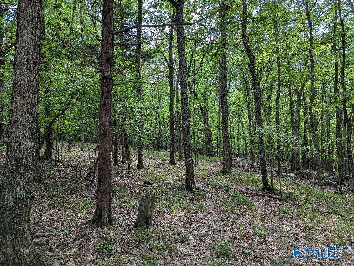 Brownsboro, AL 35741,40 Acres Berry Road