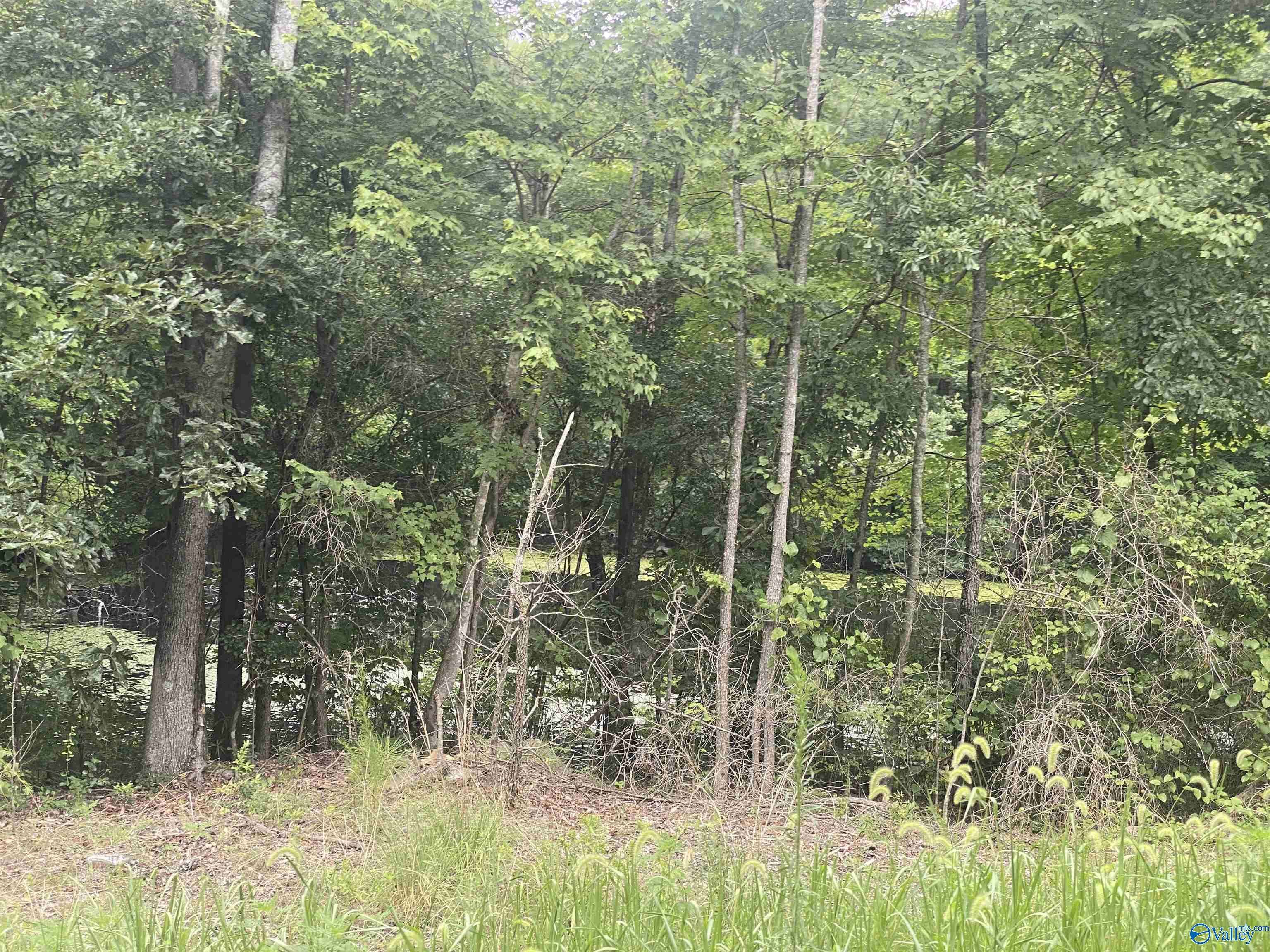 Crossville, AL 35962,63 ACRES County Road 20