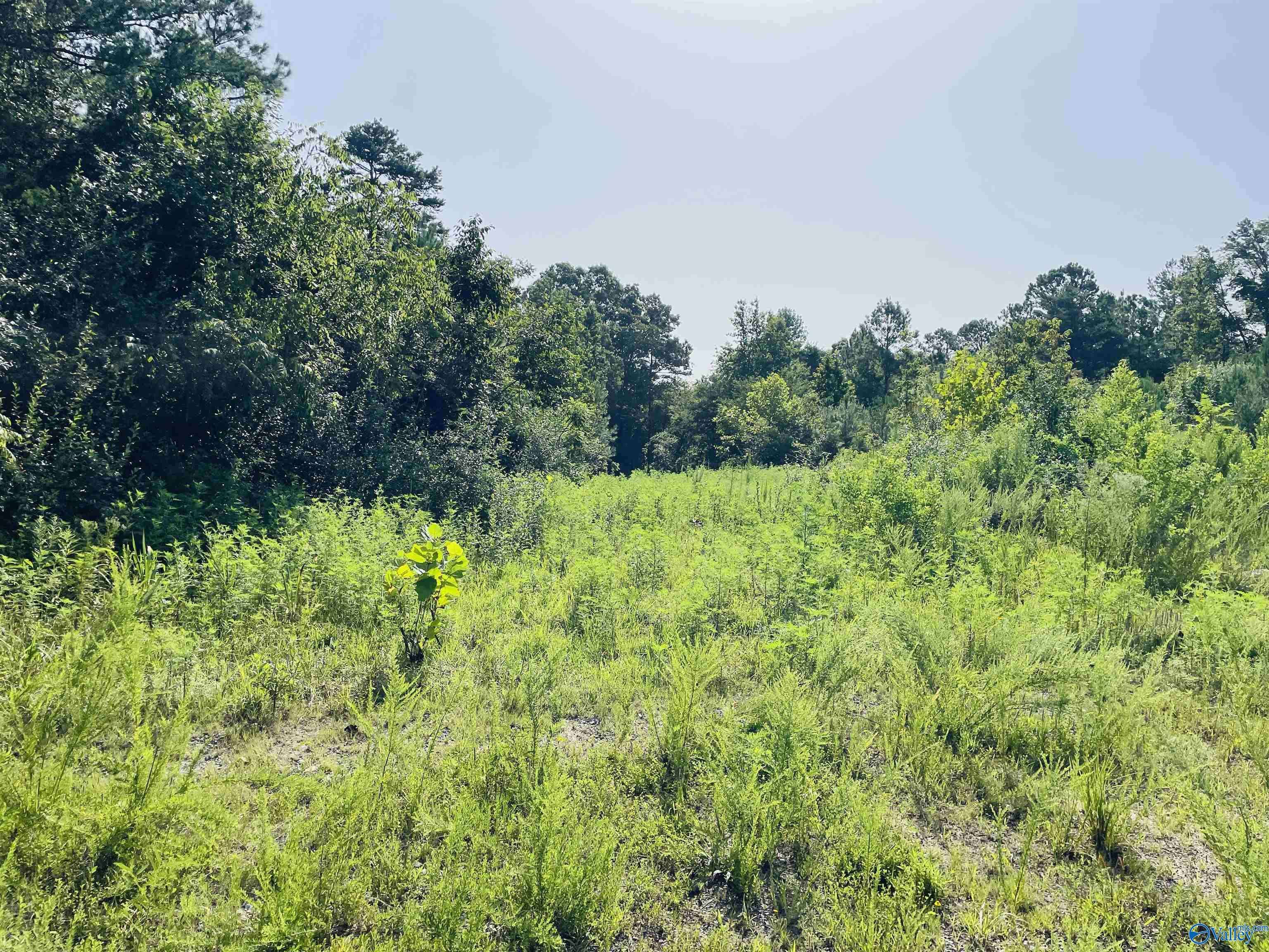 Flat Rock, AL 35966,200 ac County Road 81