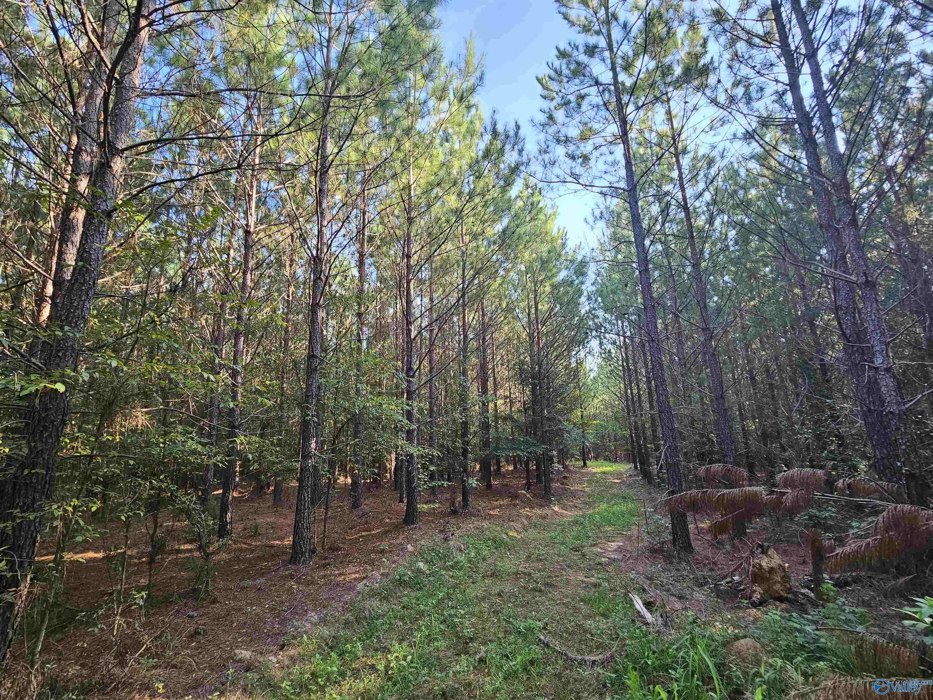 Piedmont, AL 36272,001 County Road 29