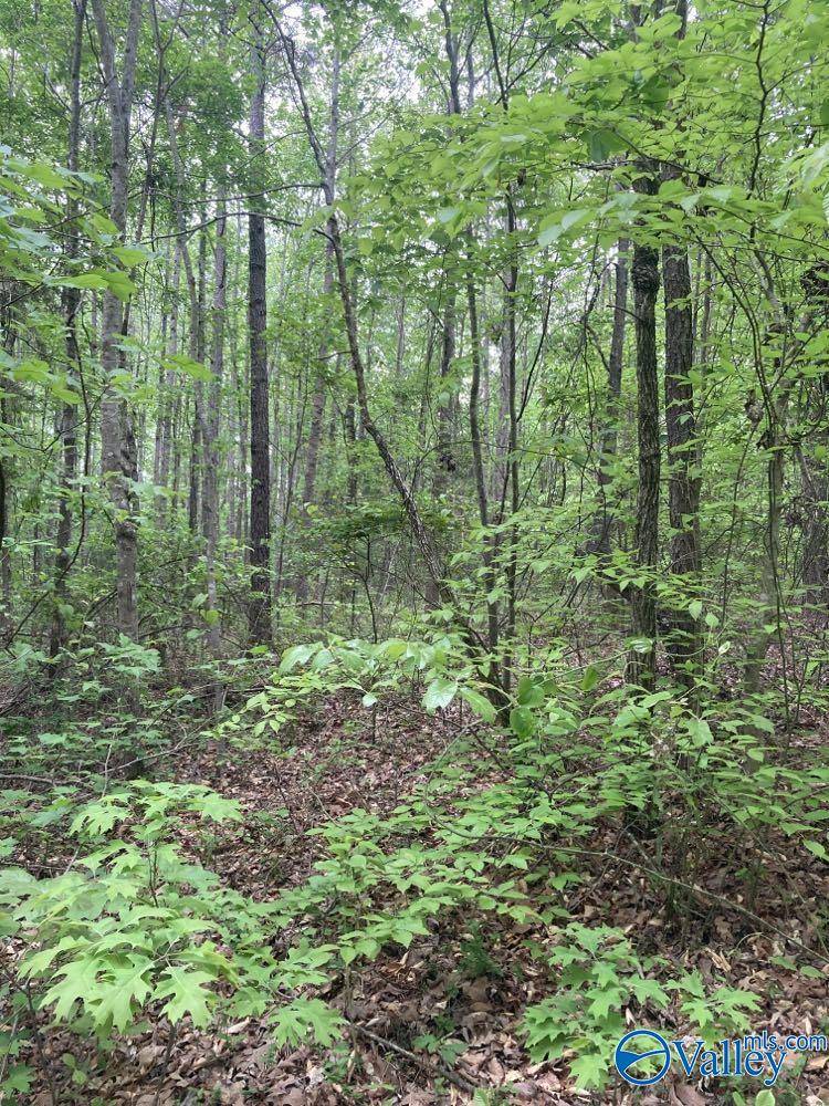 Falkville, AL 35622,20 acres Pleasant Country Road