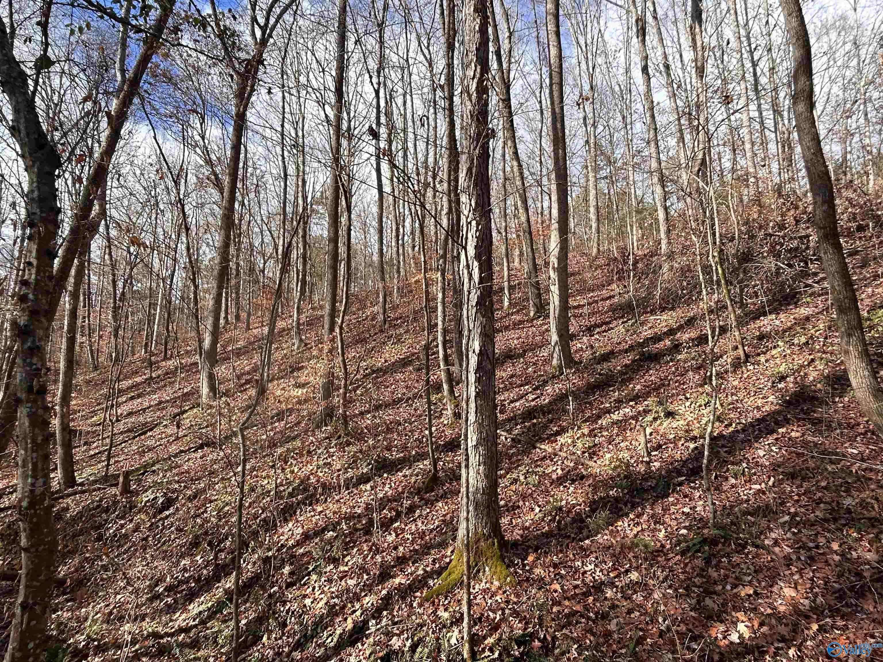 Cherokee, AL 35616,10 AC Pennywinkle Creek Lane